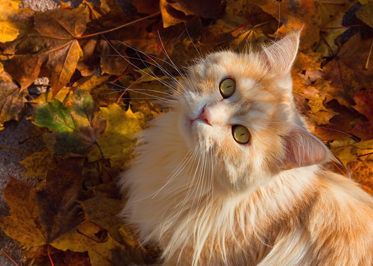 Photo Cats Autumn Ginger color animal Staring