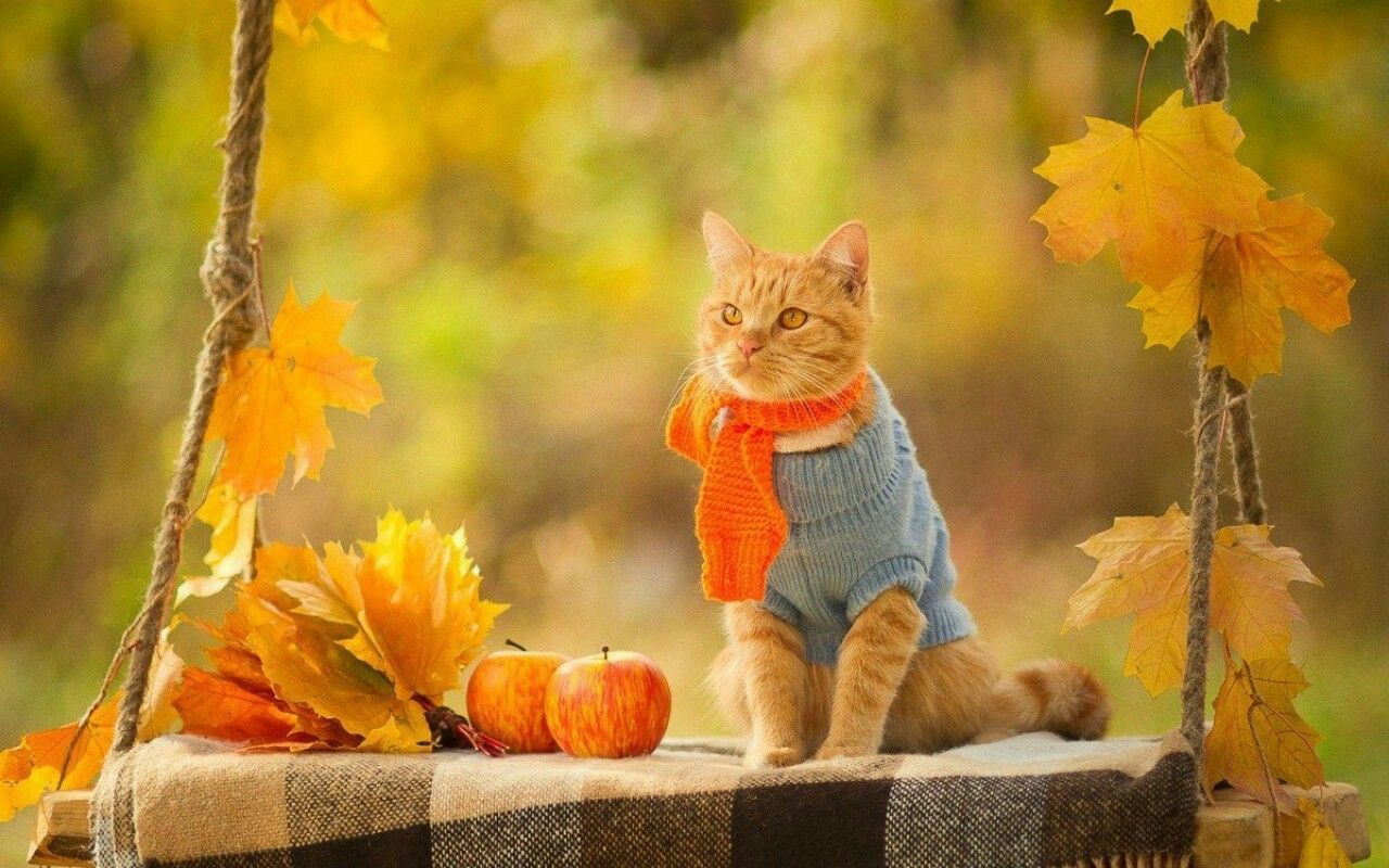 I love Autumn. Fall cats, Cute cats and kittens, Fall humor
