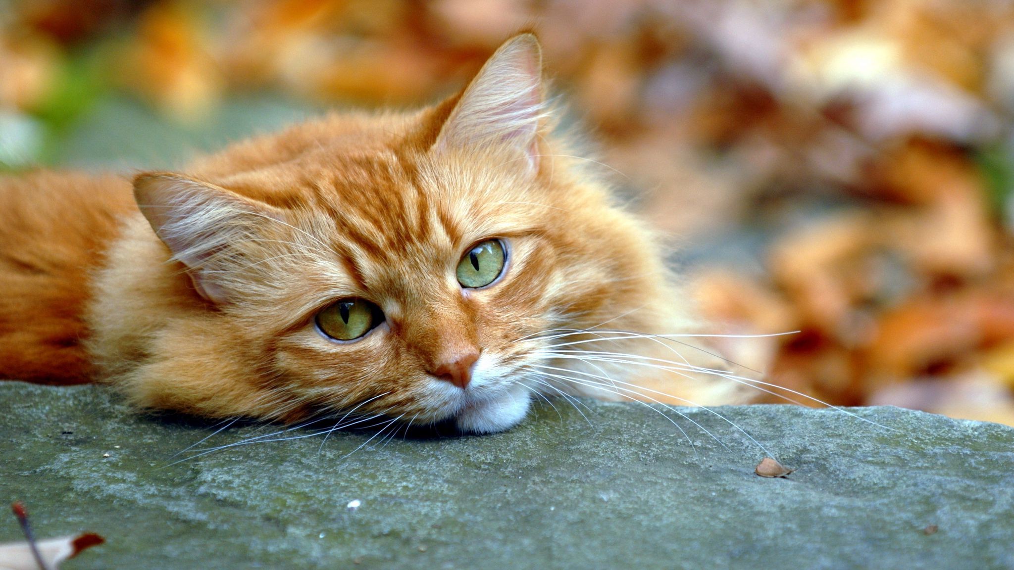 Download wallpaper 2048x1152 opinion, cat, autumn, red ultrawide monitor HD background