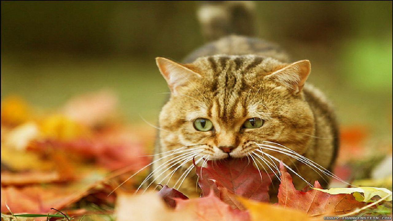 Fall Cat Desktop Wallpaper