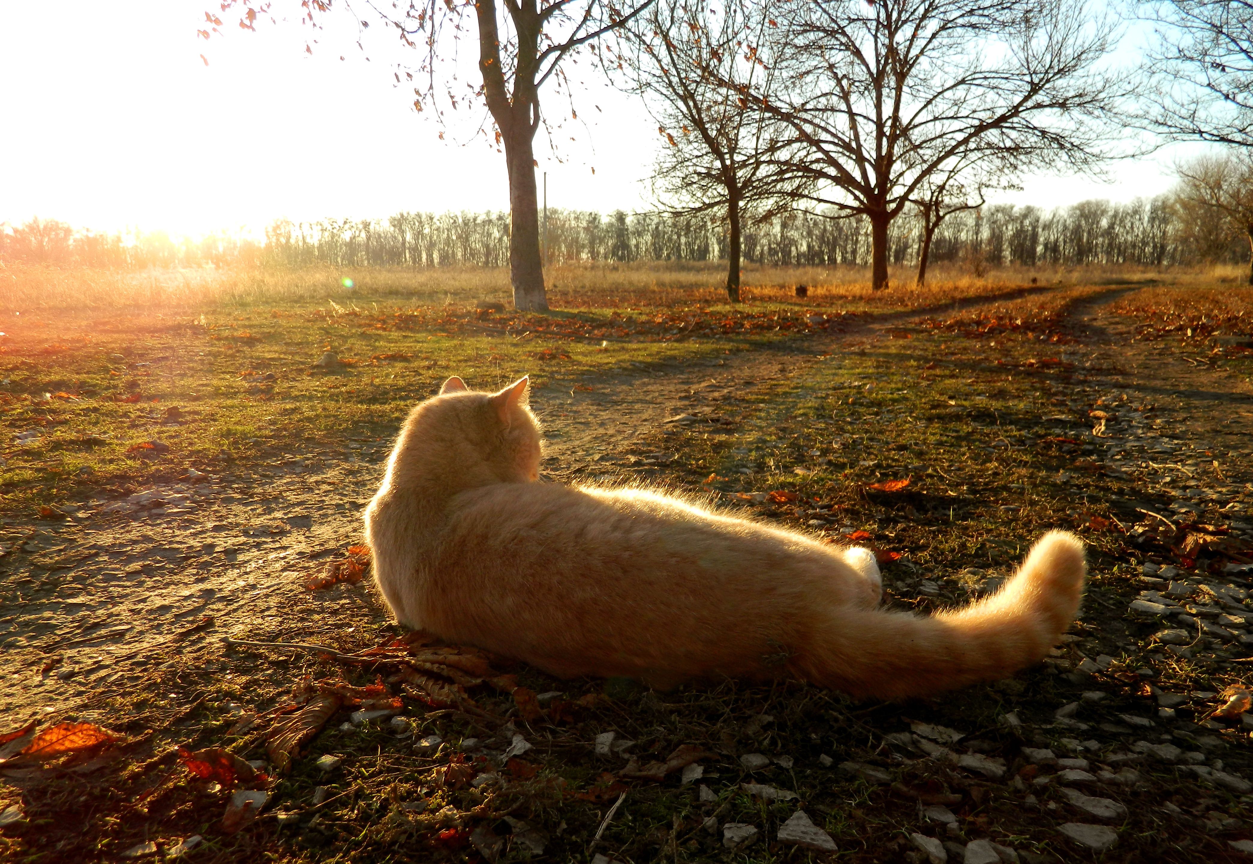 Red Cat lying on the road in autumn wallpaper and image, picture, photo