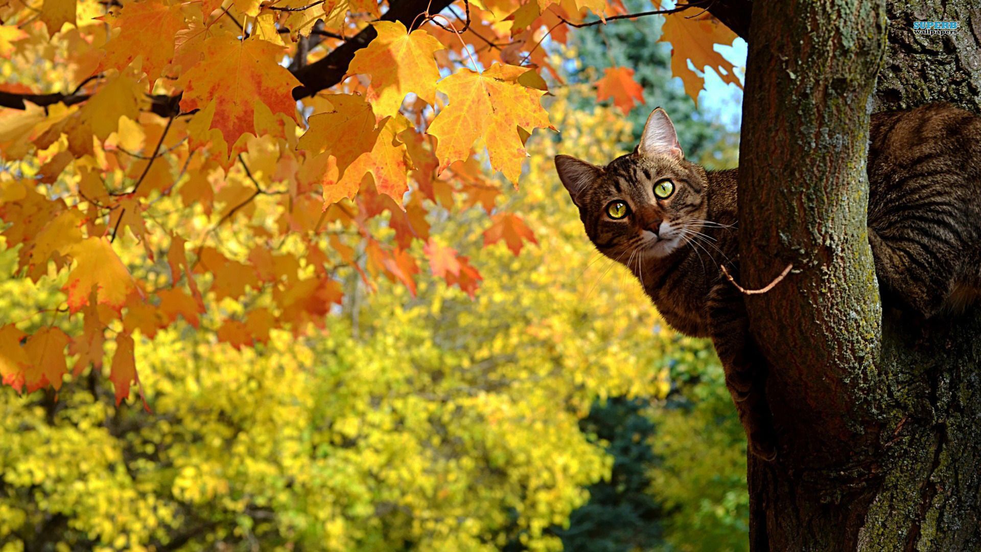 Autumn Time Kitty_2. [Desktop Wallpaper 1920x1080]. Animals, Image Cat, Cats