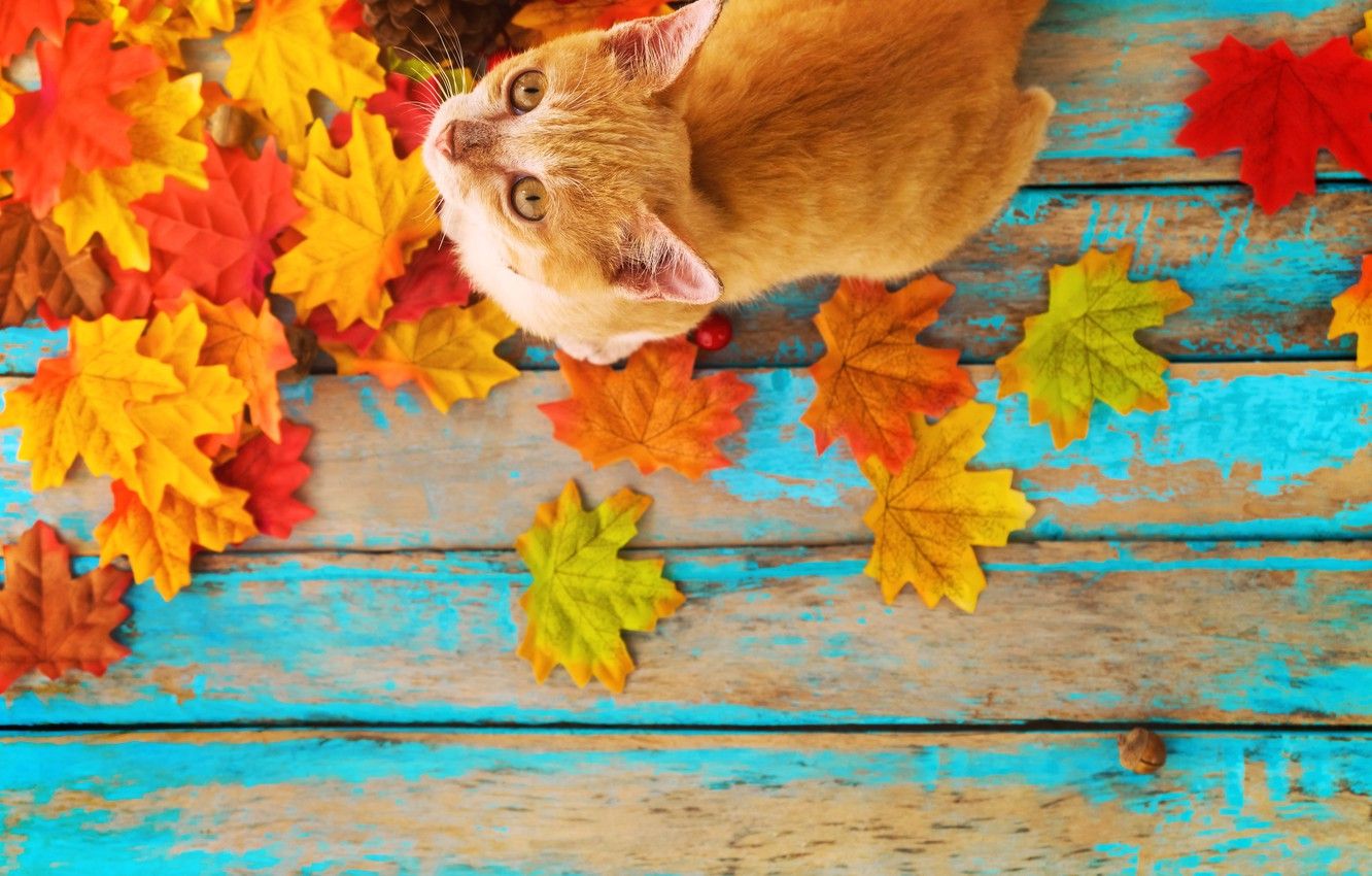 Wallpaper autumn, cat, leaves, background, tree, colorful, vintage, wood, cat, background, autumn, leaves, maple image for desktop, section кошки