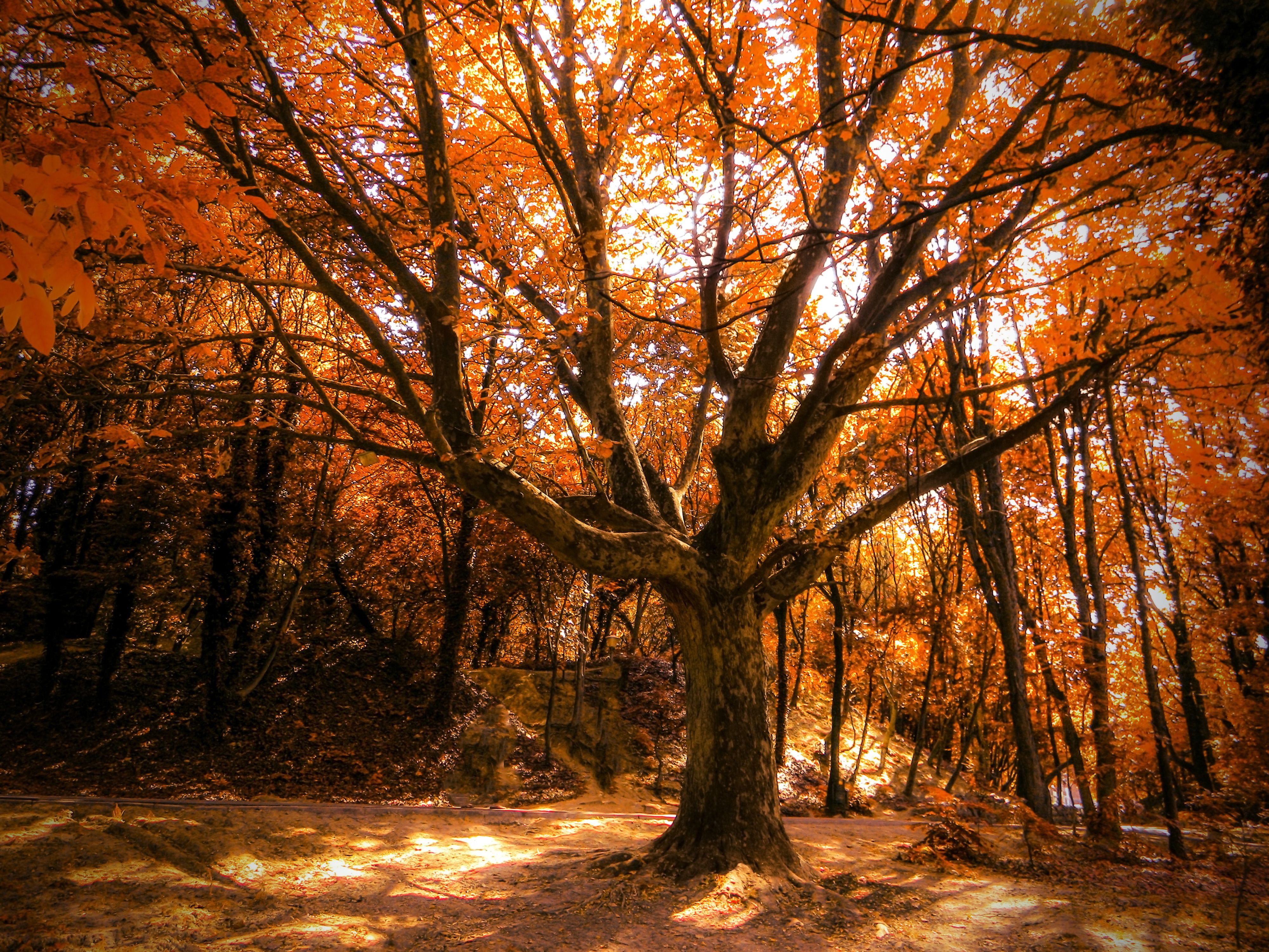 Autumn Tree 4k, HD Nature, 4k Wallpaper, Image, Background, Photo and Picture