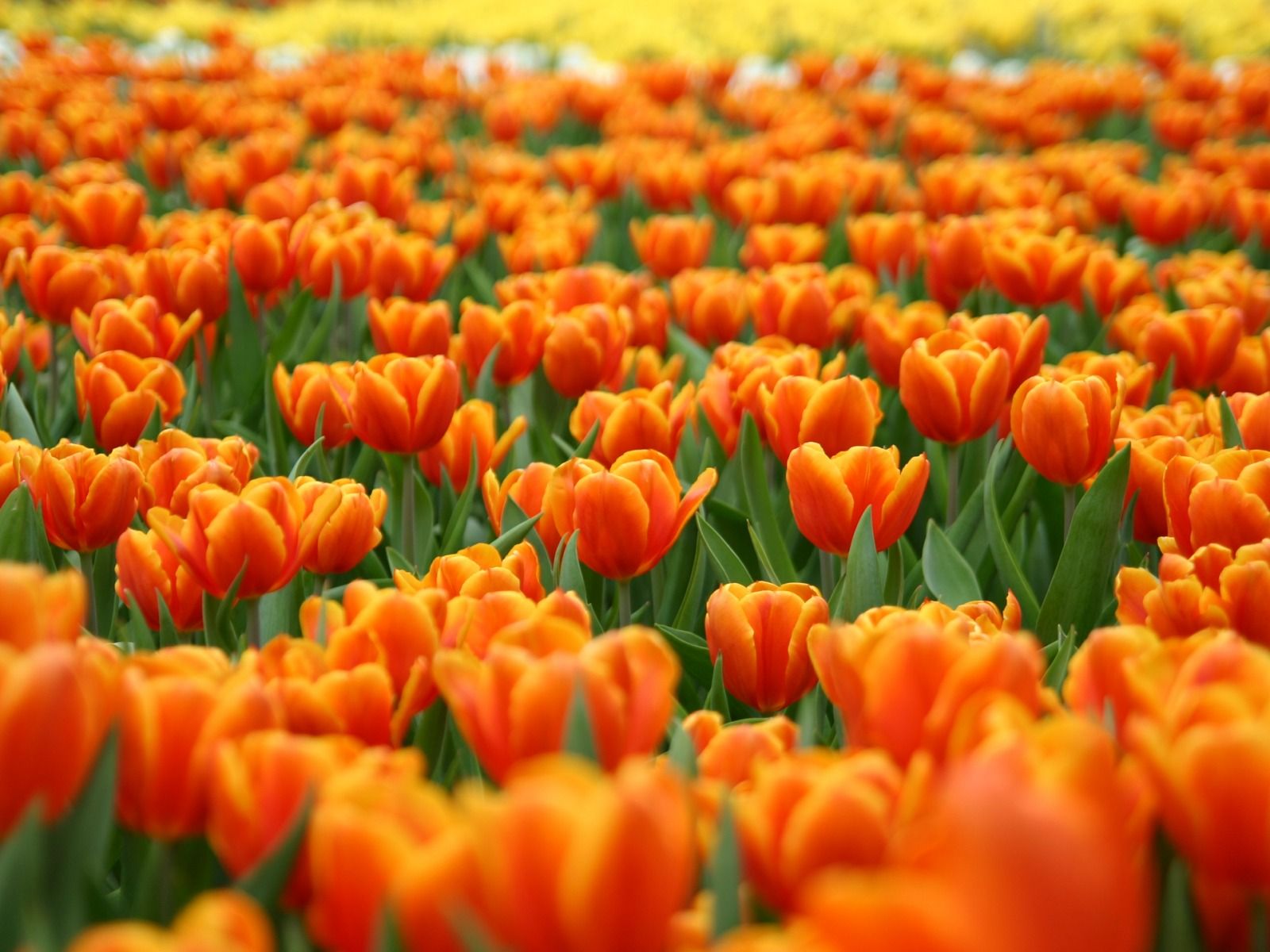 Orange Tulips Wallpaper Flowers Nature Wallpaper in jpg format for free download