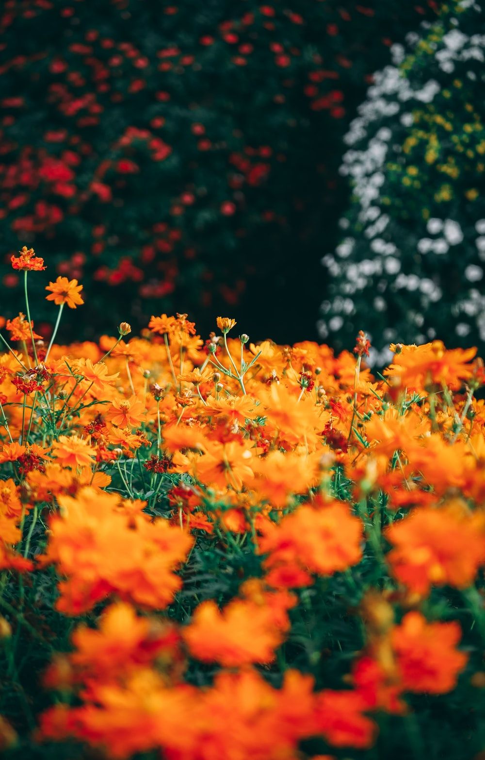 Orange Flower Picture. Download Free Image