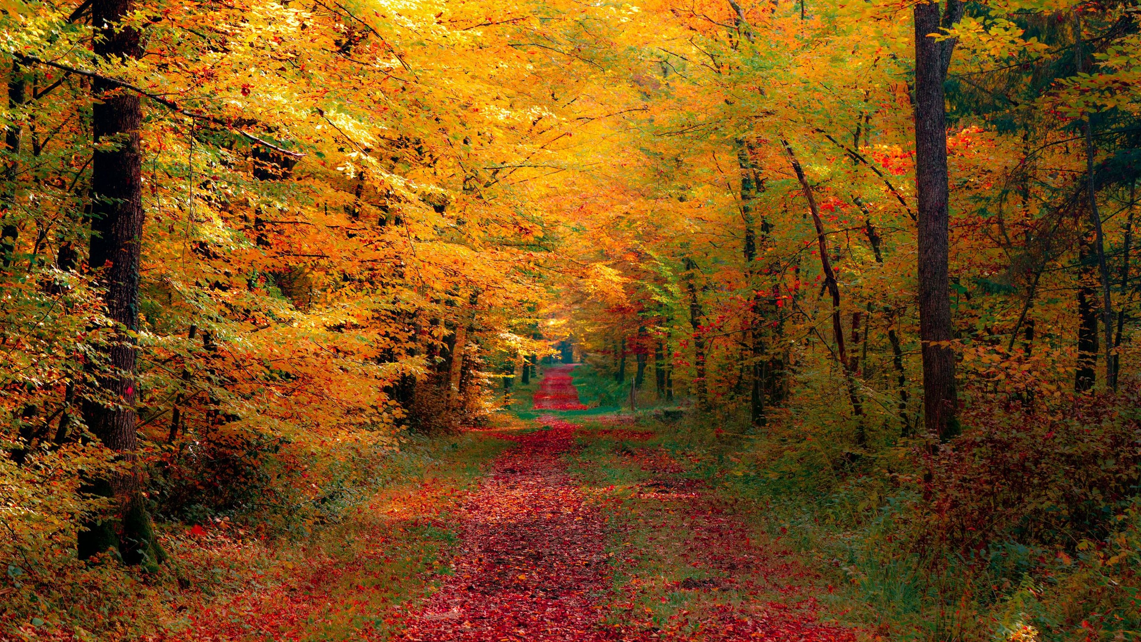 Autumn Trees Wallpaper 4K. HD Wallpaper Background