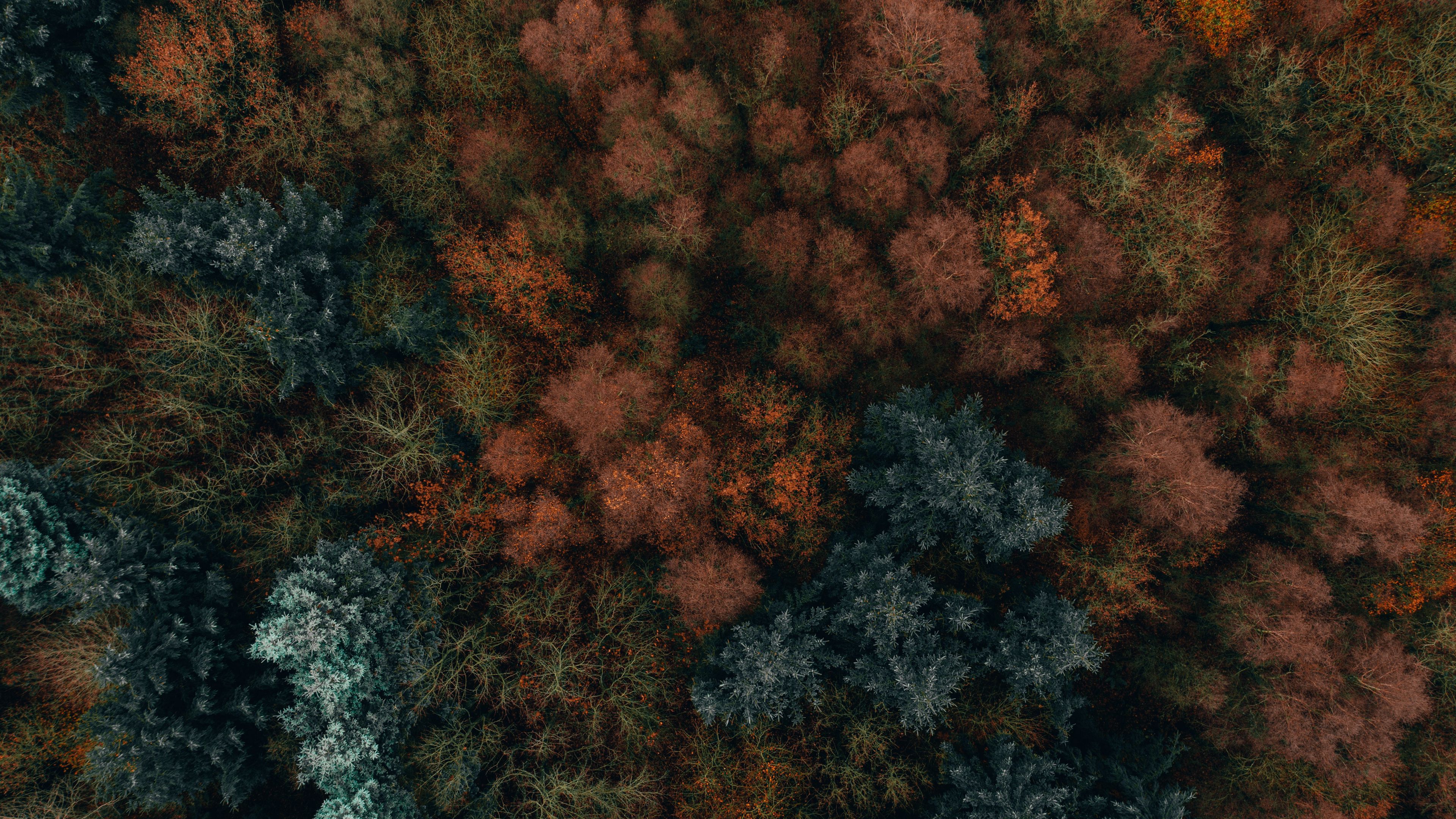 Download wallpaper 3840x2160 autumn, trees, aerial view, forest, autumn colors, vegetation 4k uhd 16:9 HD background