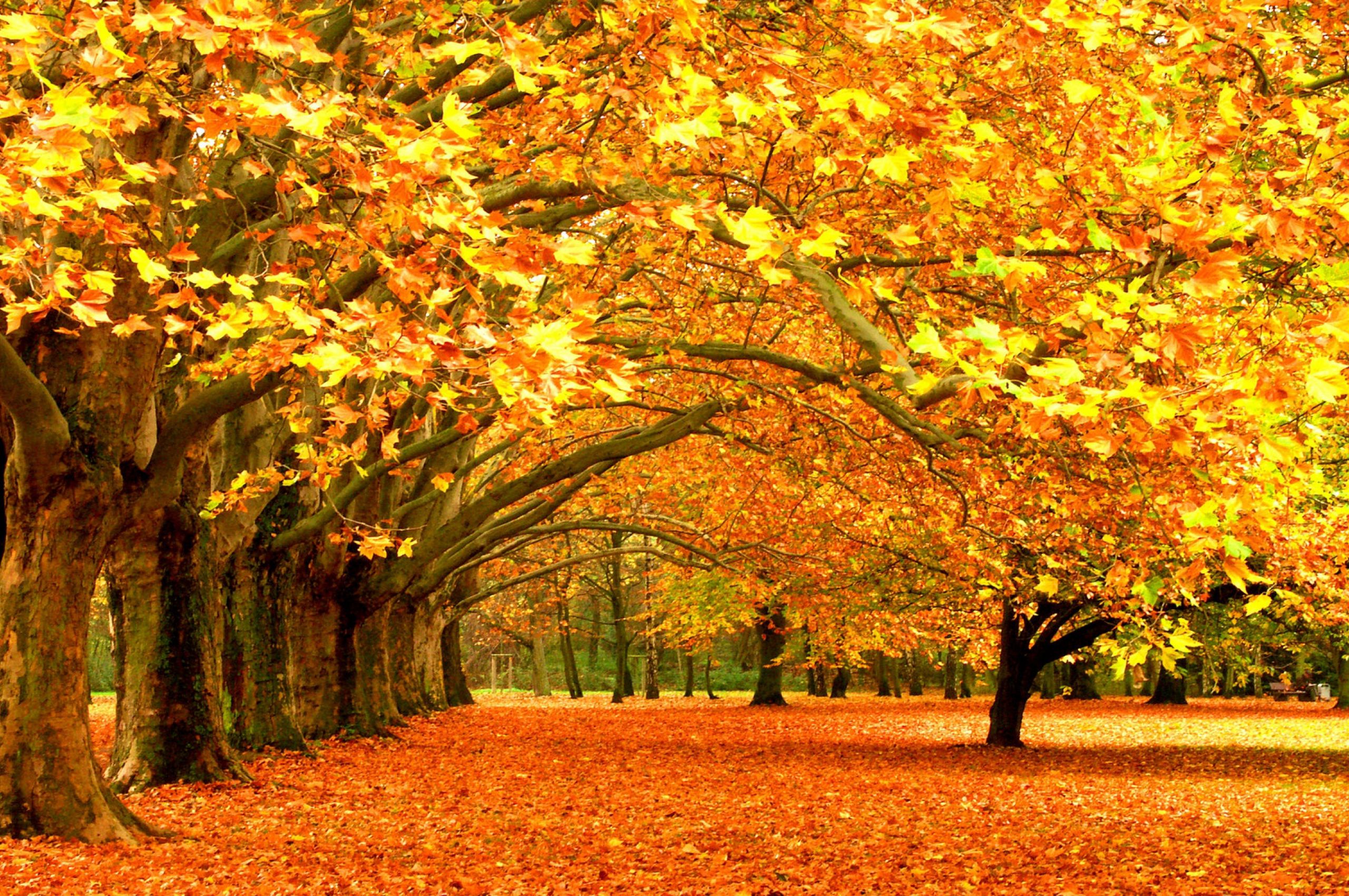 Free download Download Wallpaper 3840x2400 autumn trees park foliage Ultra HD 4K [3840x2400] for your Desktop, Mobile & Tablet. Explore 4K Fall WallpaperX2160 Wallpaper, 4K HD Wallpaper, 4K Wallpaper 3840X2160