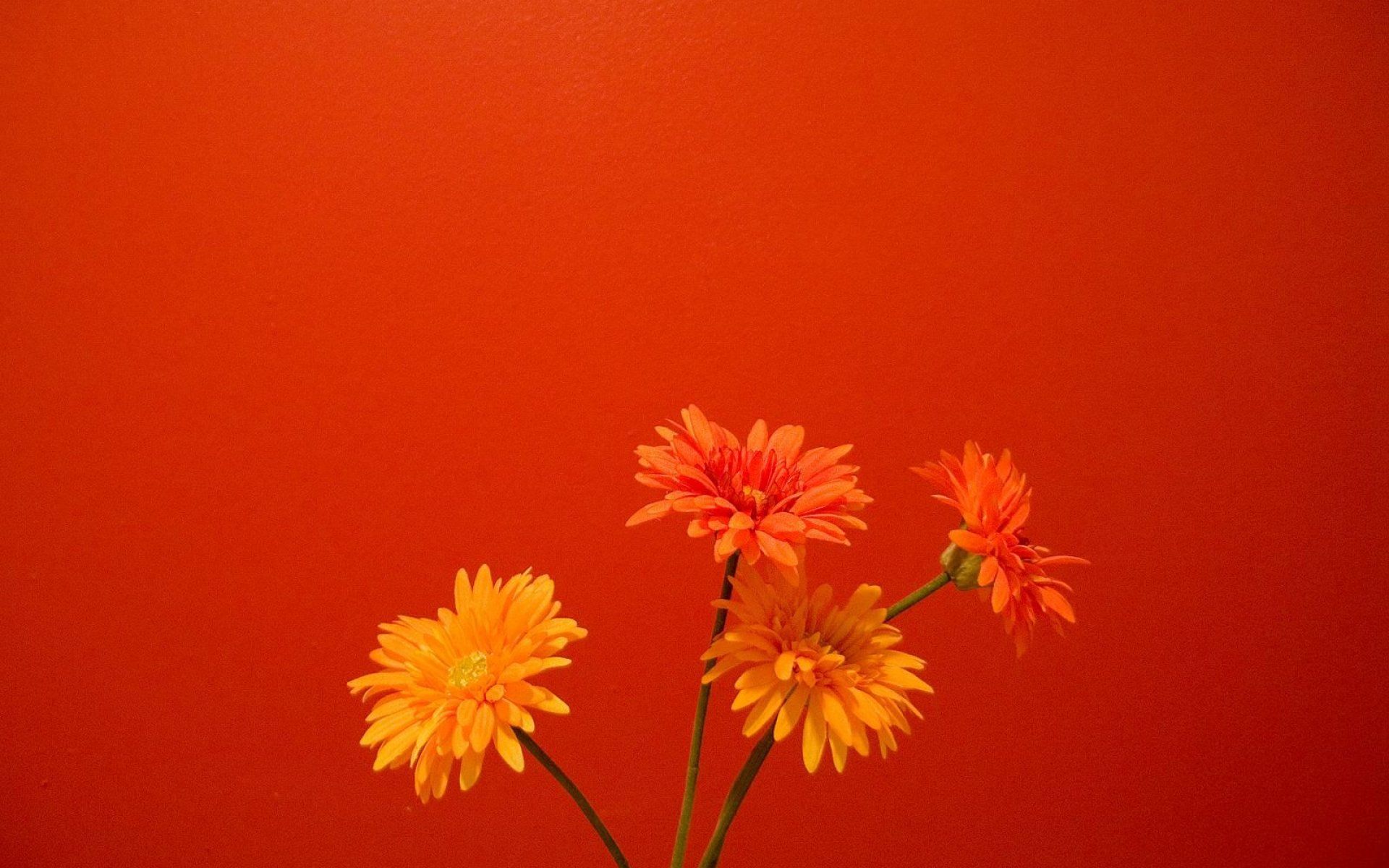 Orange, Flowers, 1, High Res Wallpaper Image For Download