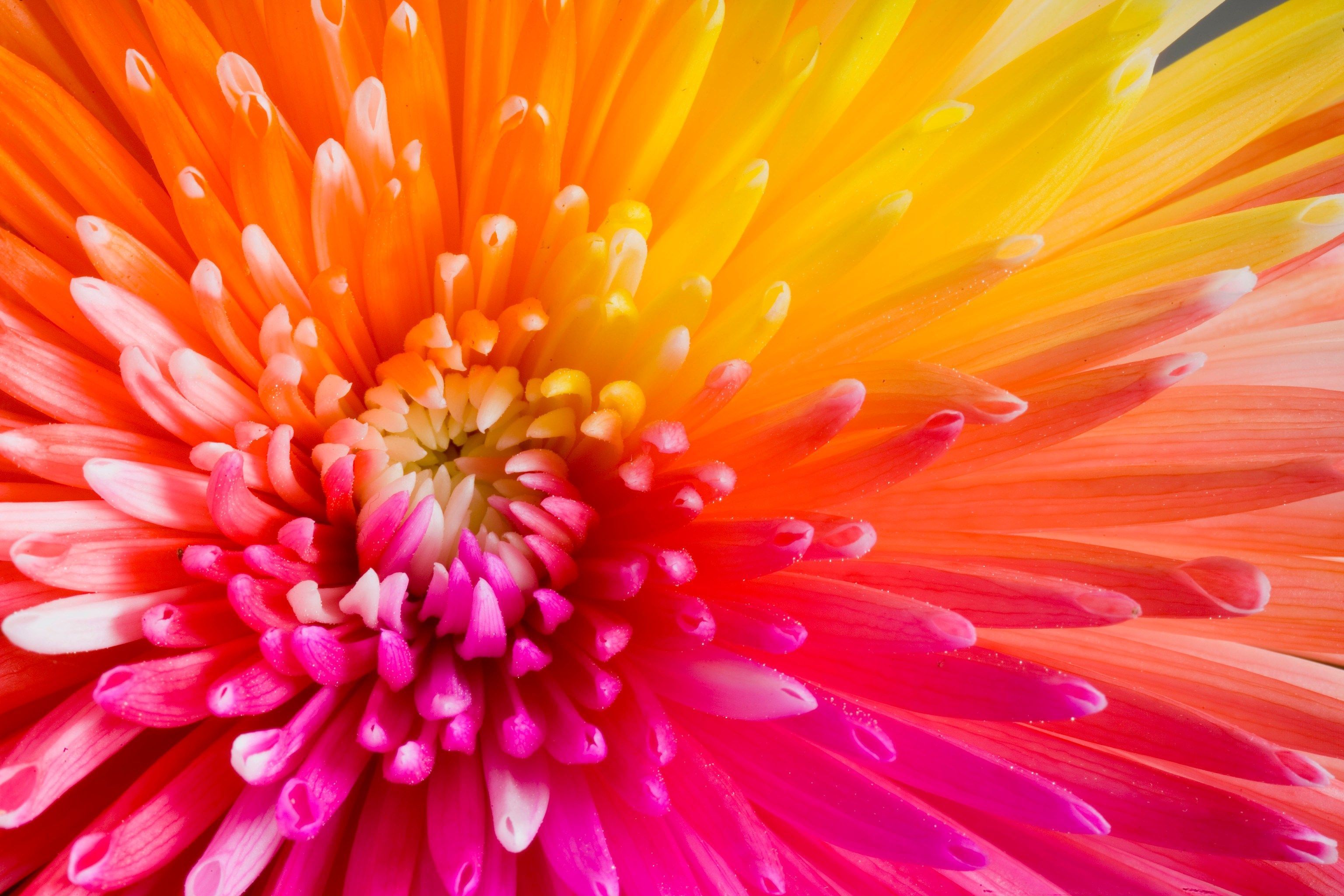 Back To 62 Chrysanthemum Flower Wallpaper Pink And Orange Flower Wallpaper & Background Download