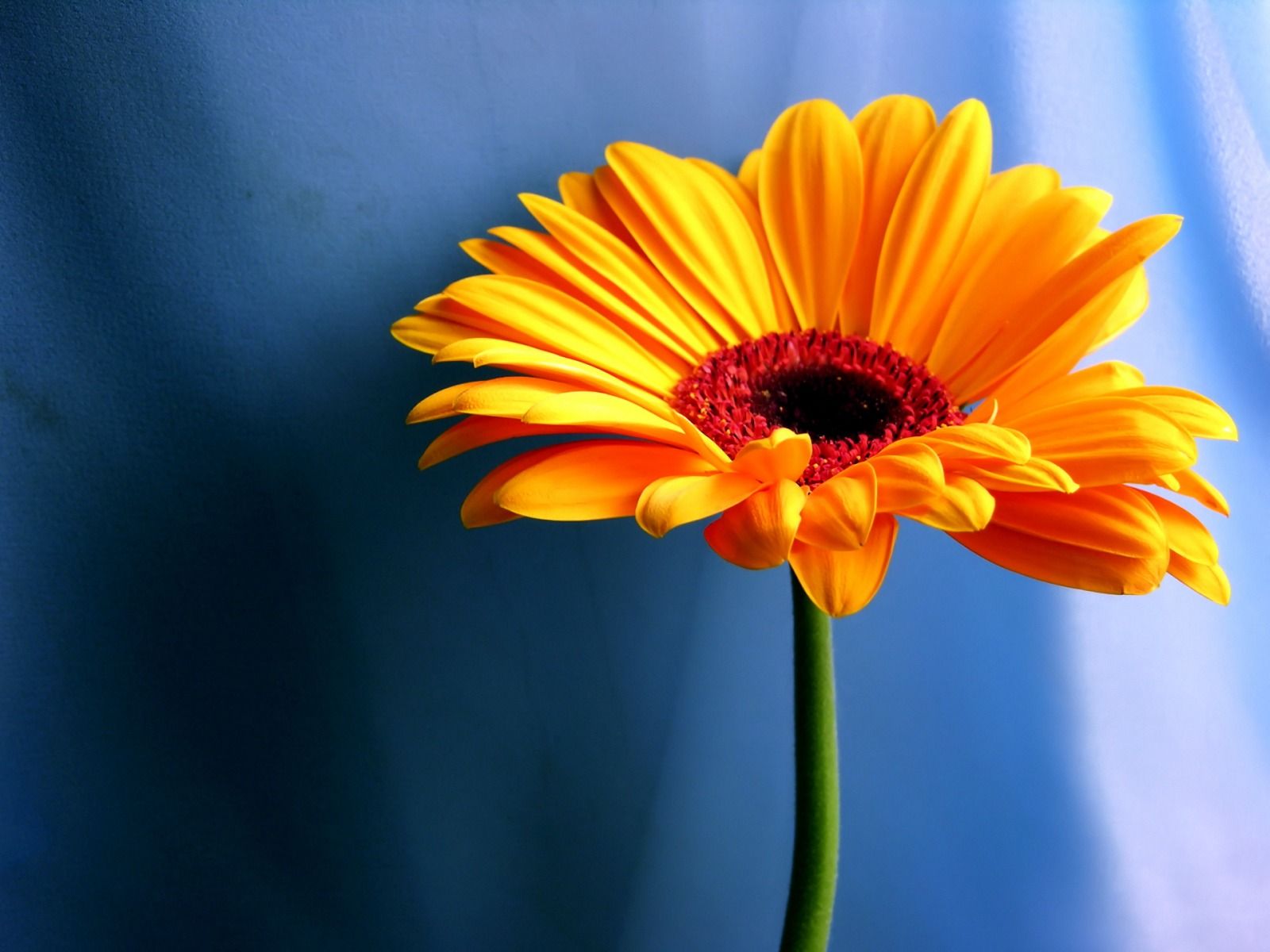 Orange Flower Wallpaper Flowers Nature Wallpaper in jpg format for free download