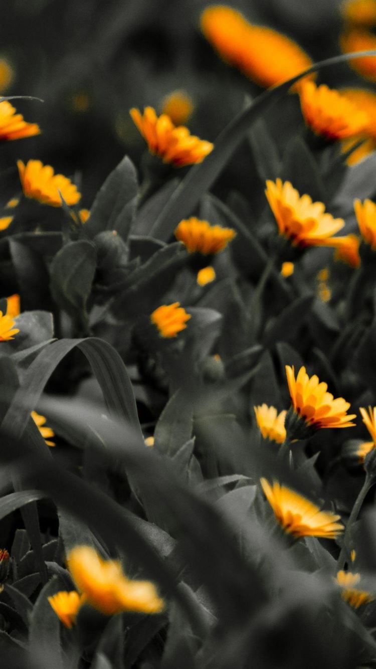 Orange Flower Wallpapers - Wallpaper Cave