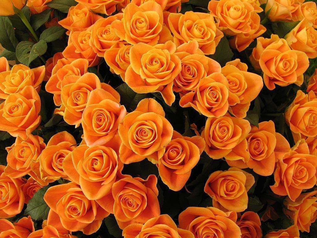Orange Roses. Orange roses, Flowers, Orange flowers