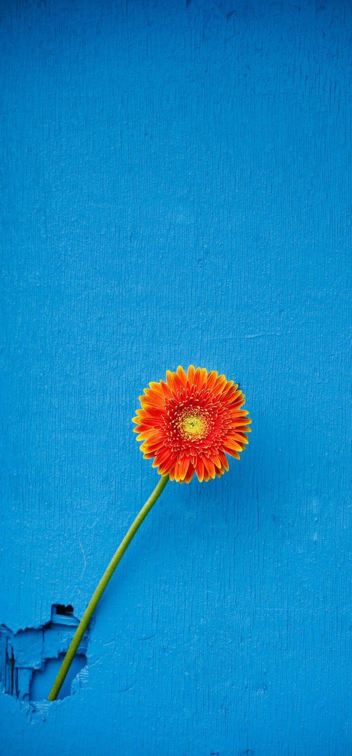 Texture Back Orange Flower Wallpaper - [720x1544]