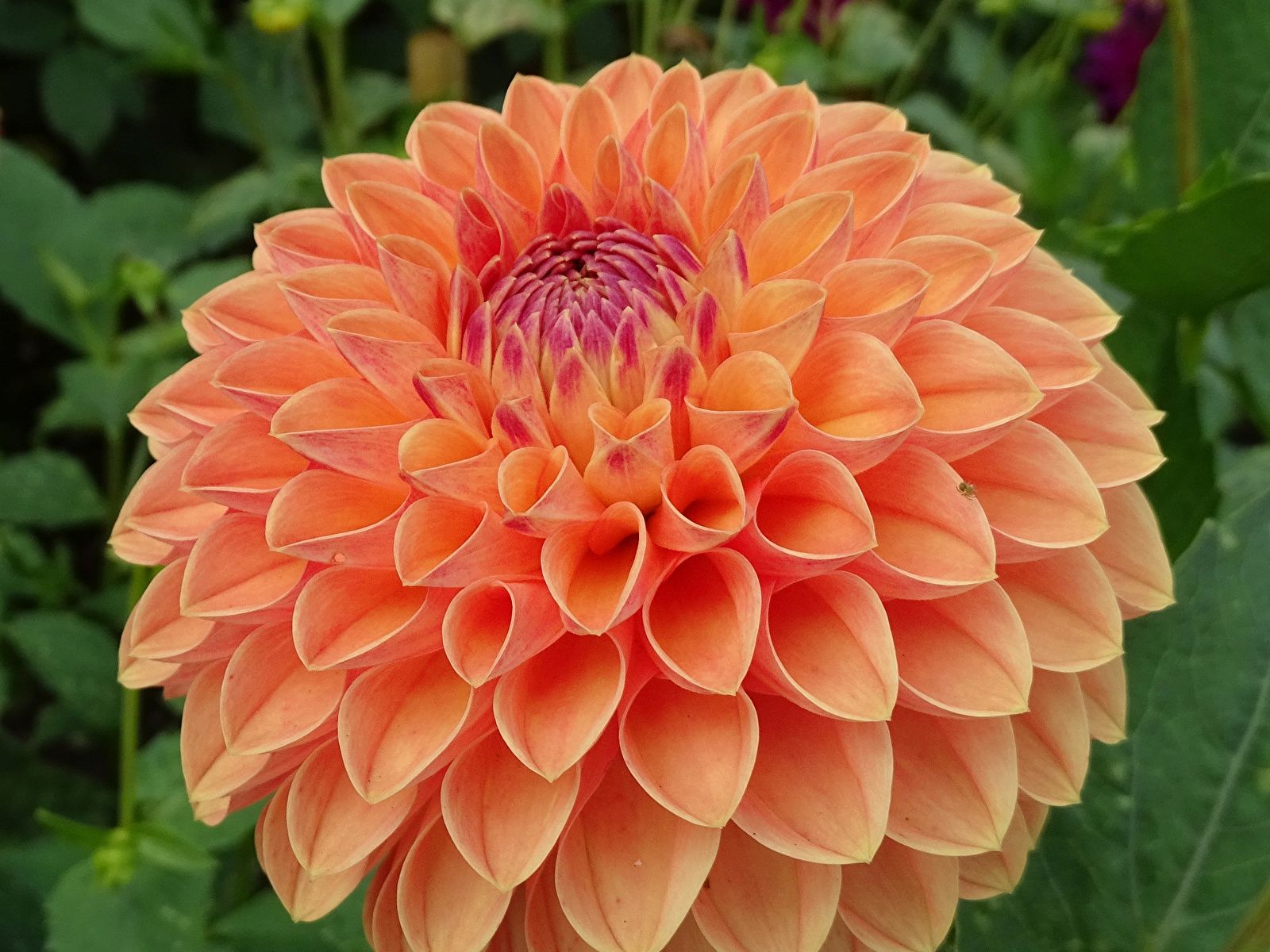 Desktop Wallpaper Orange Flowers Dahlias Closeup 1600x1200