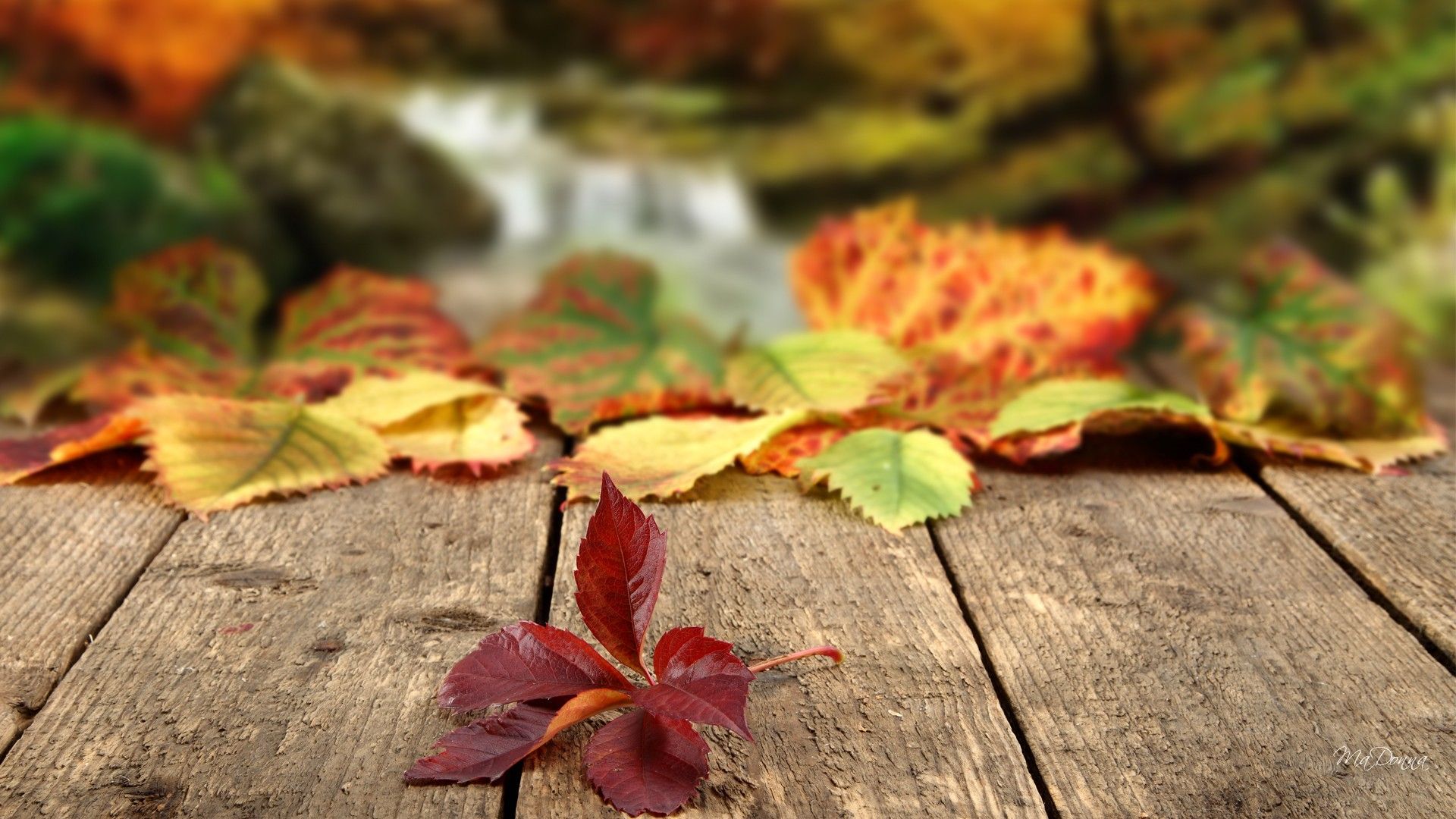 Autumn Leaf Falling Wallpapers - Wallpaper Cave