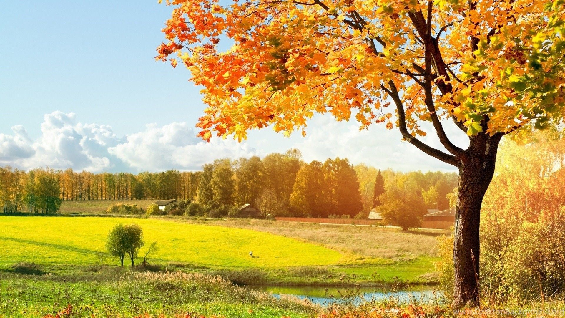 Autumn Leaves Falling Wallpaper. Desktop Background