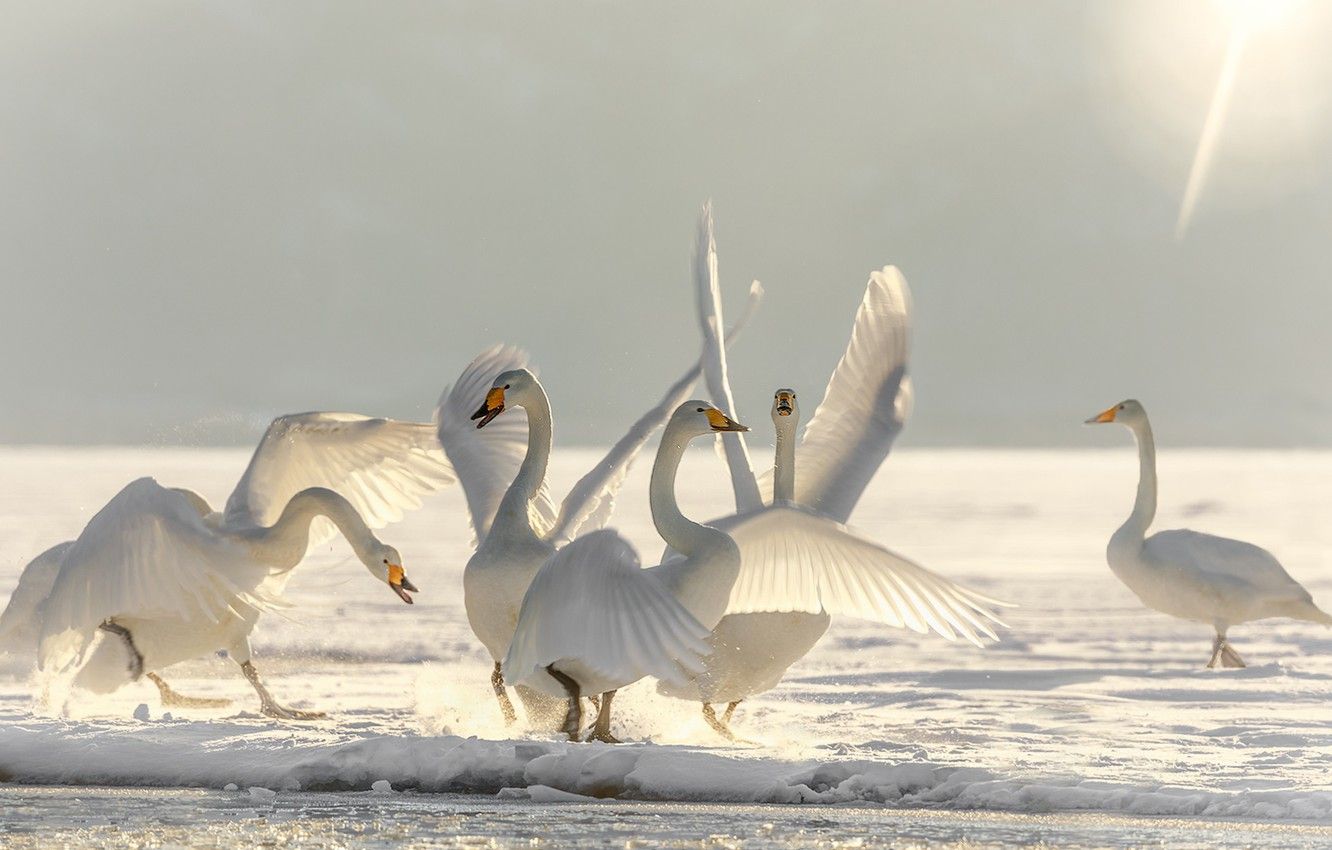 Wallpaper winter, snow, birds, ice, dance, swans, ballet, Swan lake image for desktop, section животные