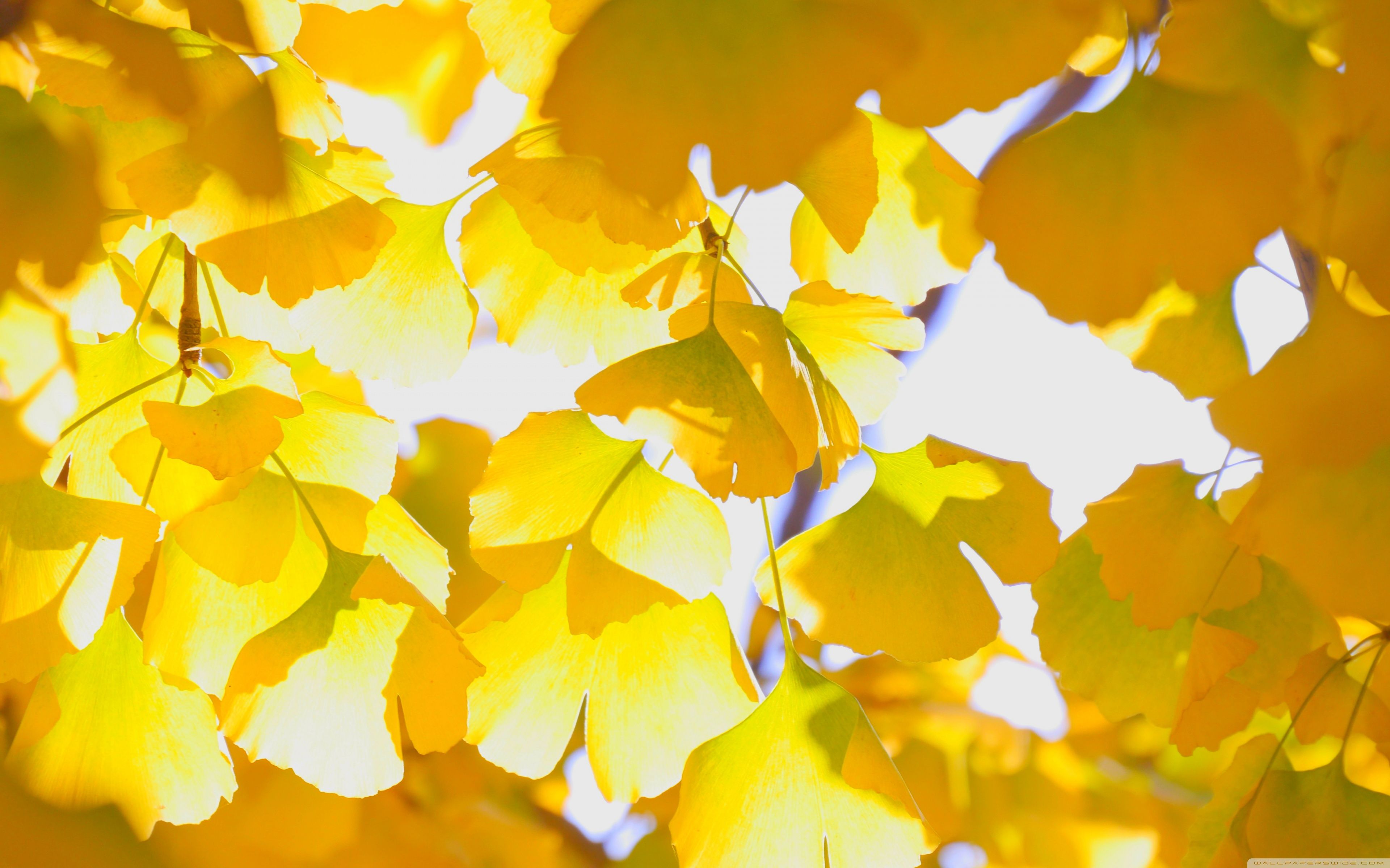 Yellow Autumn Leaves Ultra HD Desktop Background Wallpaper for 4K UHD TV, Widescreen & UltraWide Desktop & Laptop, Multi Display, Dual Monitor, Tablet
