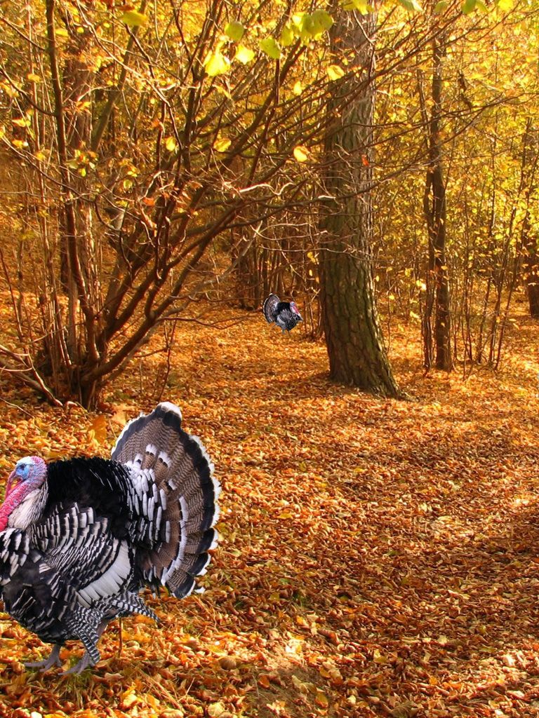 Free download Thanksgiving Wallpaper for iPad iPad 2 Turkey All about [1024x1024] for your Desktop, Mobile & Tablet. Explore Turkey Thanksgiving Wallpaper. Funny Thanksgiving Wallpaper, Thanksgiving Wallpaper, Christian Thanksgiving Wallpaper