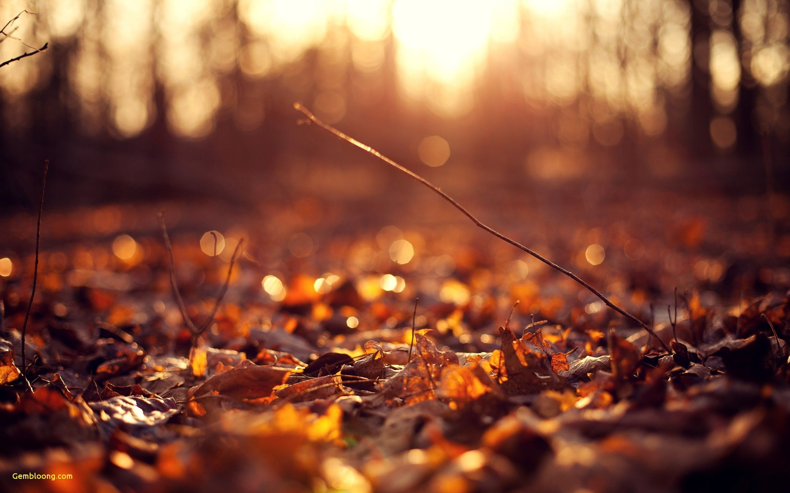 Fall Leaves Background Image