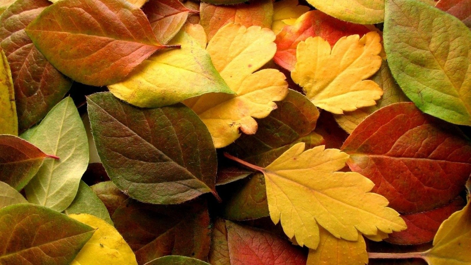 Download 1600x900 Autumn Leaves, Fall Wallpaper