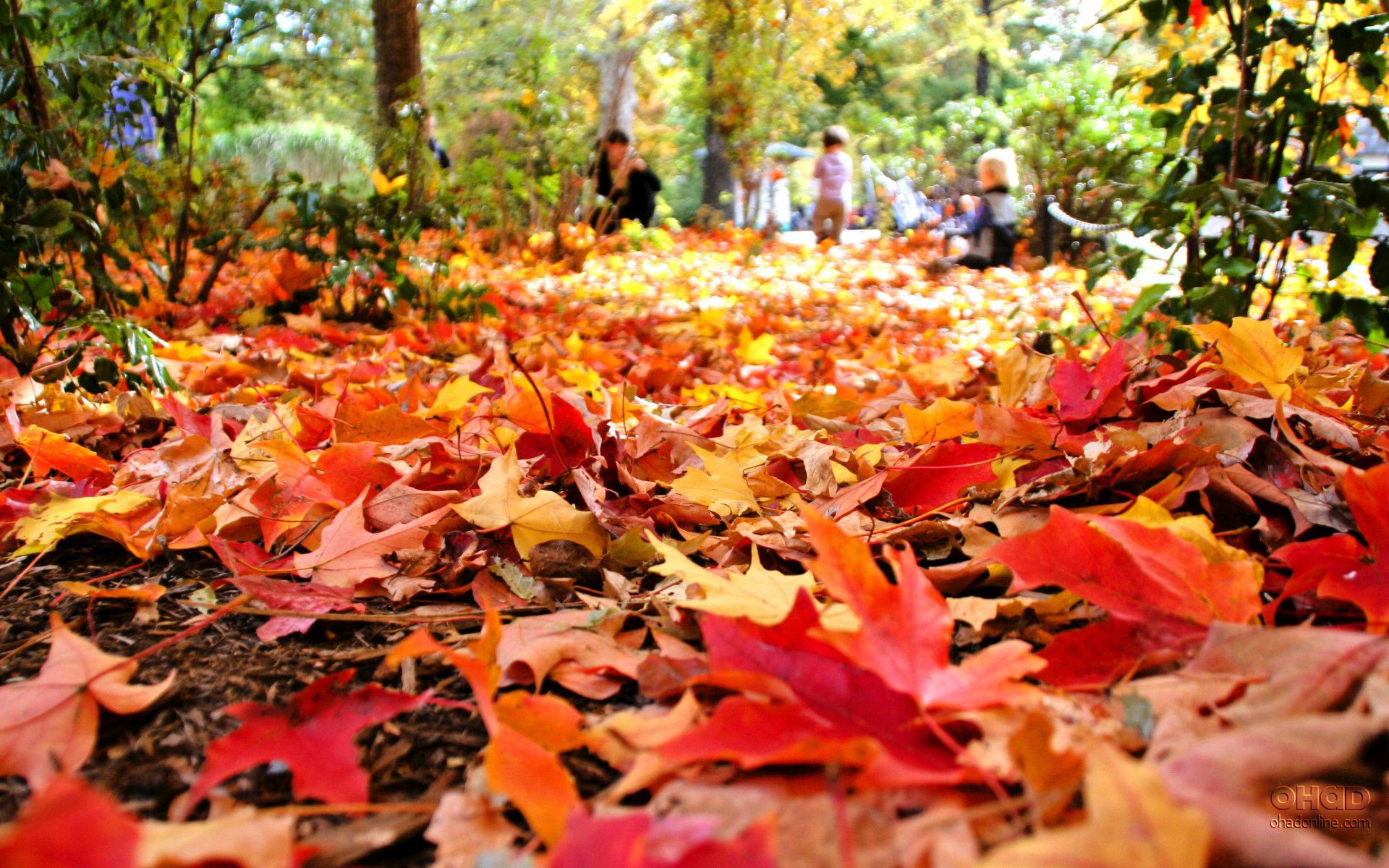 Fall Leaves Desktop