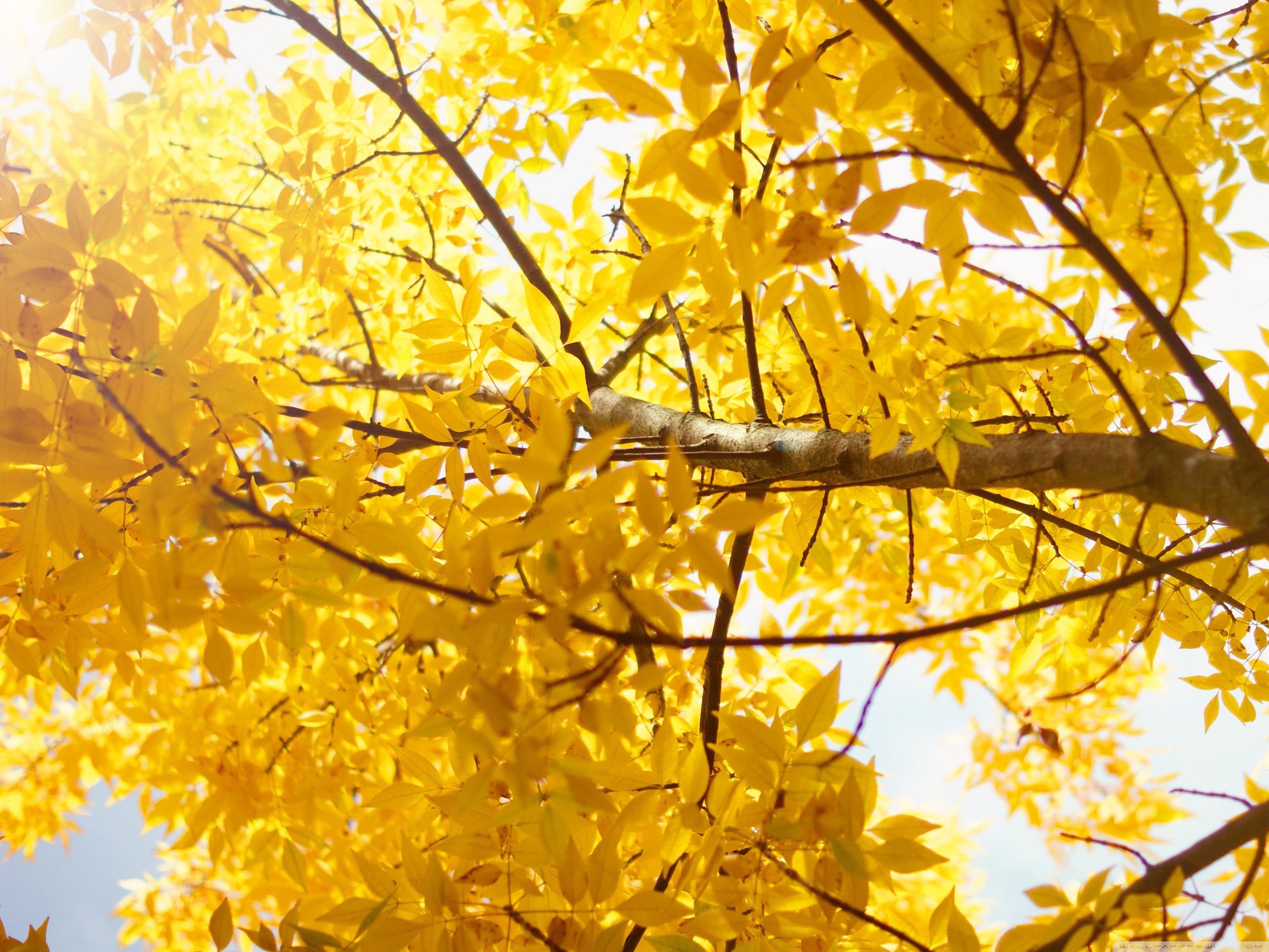 Autumn Yellow Wallpapers - Wallpaper Cave