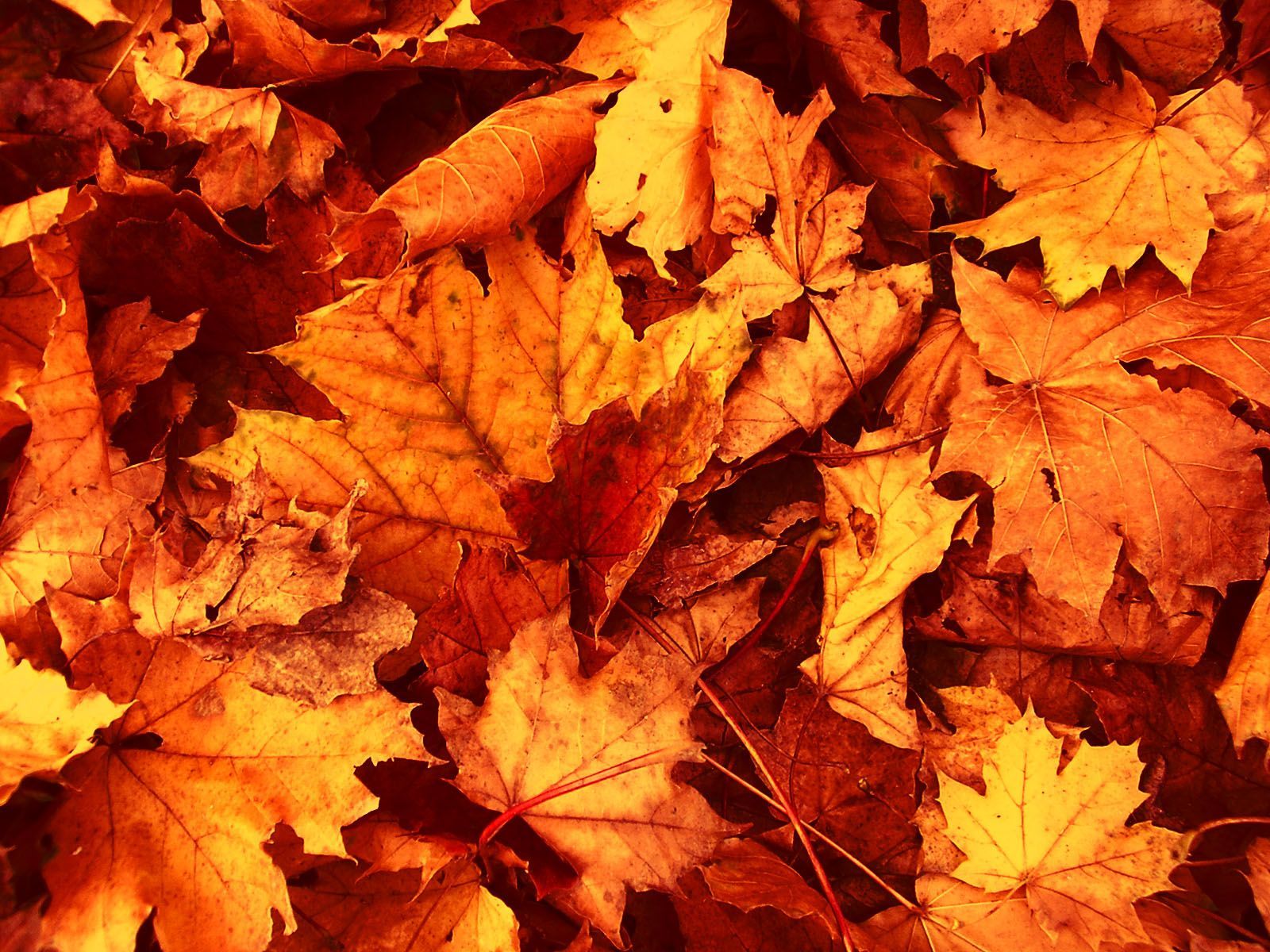 Fall Leaves Wallpaper High Definition. Autumn leaves wallpaper, Fall leaves background, Fall wallpaper