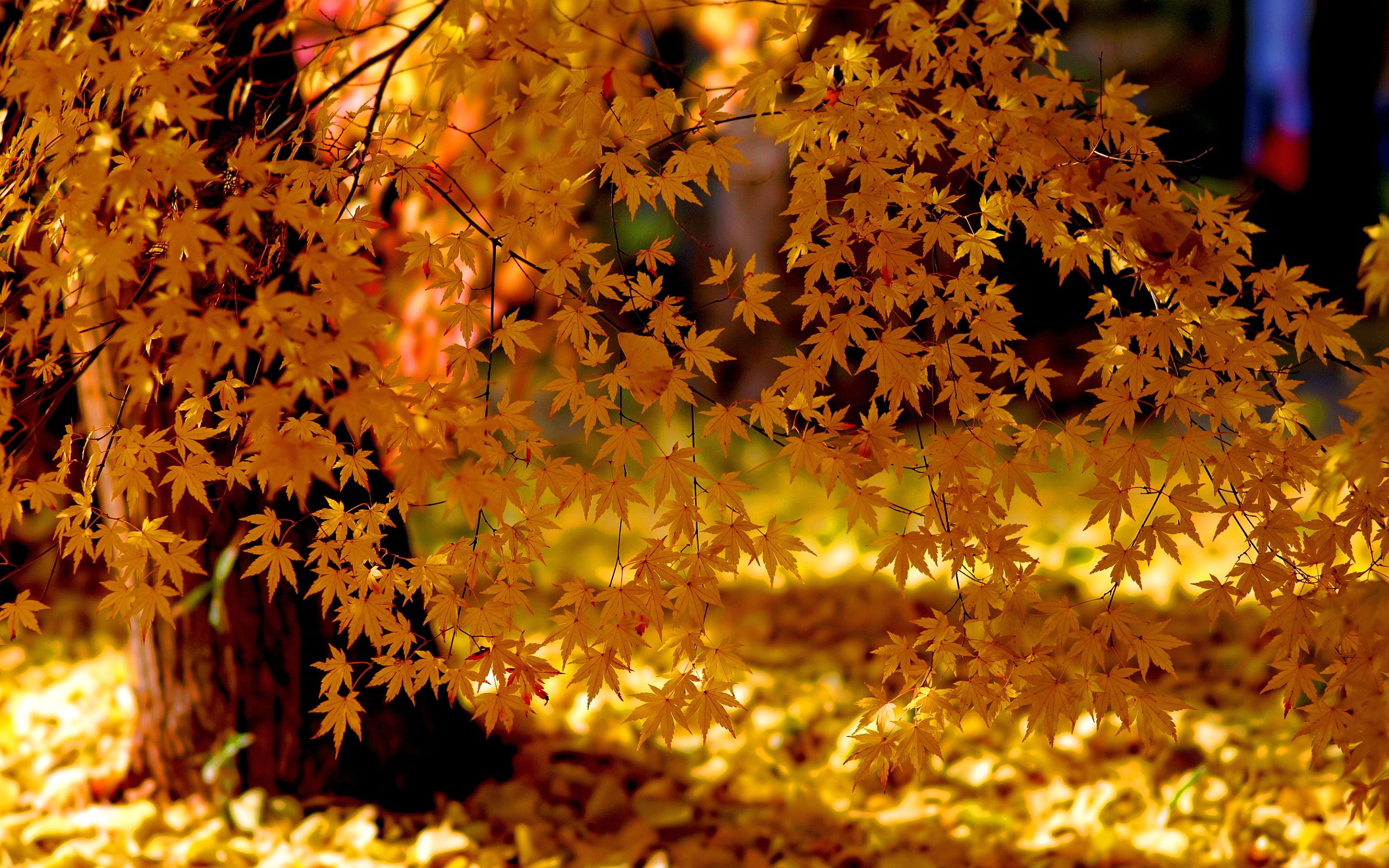 Autumn Yellow Wallpapers - Wallpaper Cave