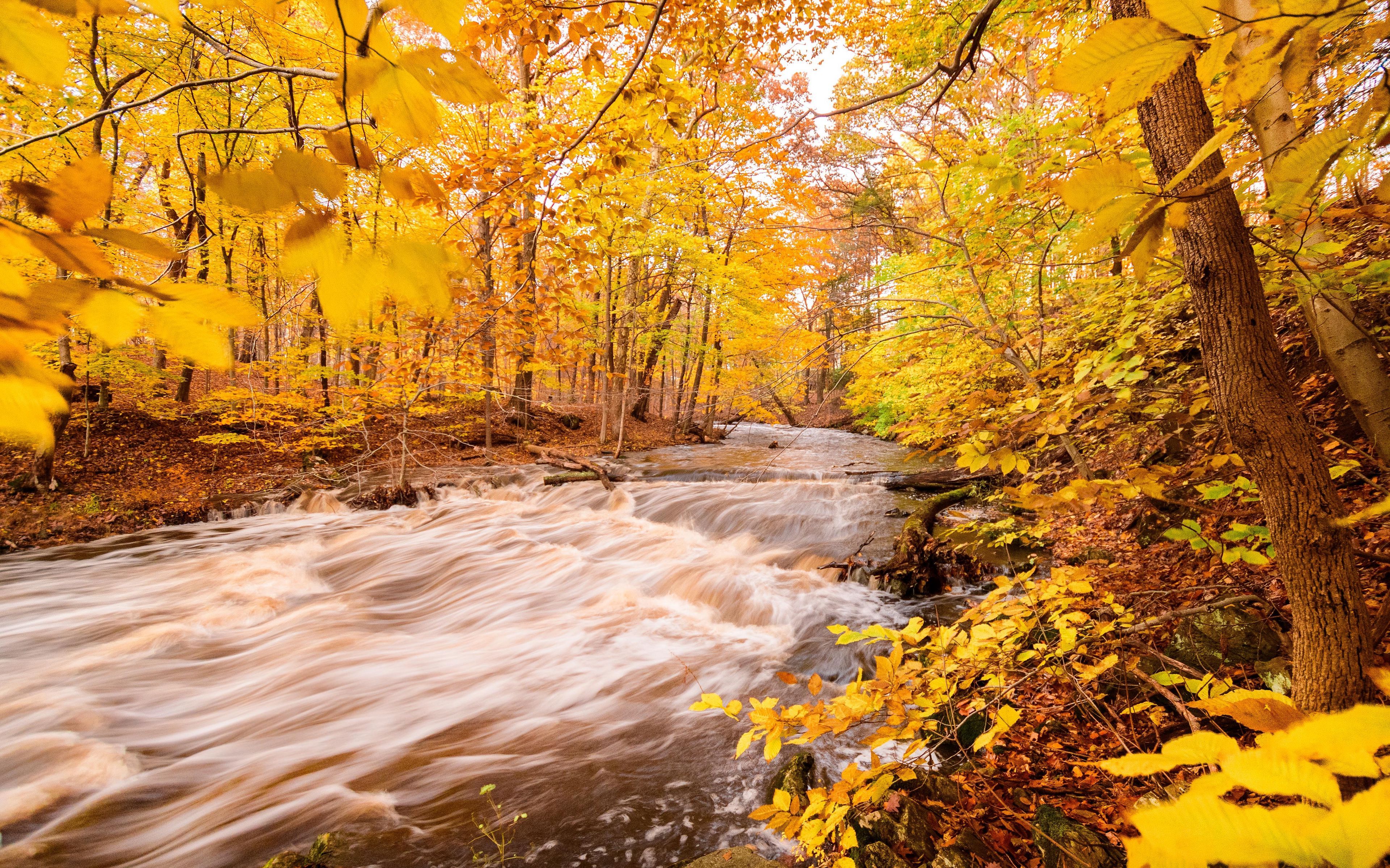 Download wallpaper 3840x2400 river, forest, autumn, trees, yellow 4k ultra HD 16:10 HD background