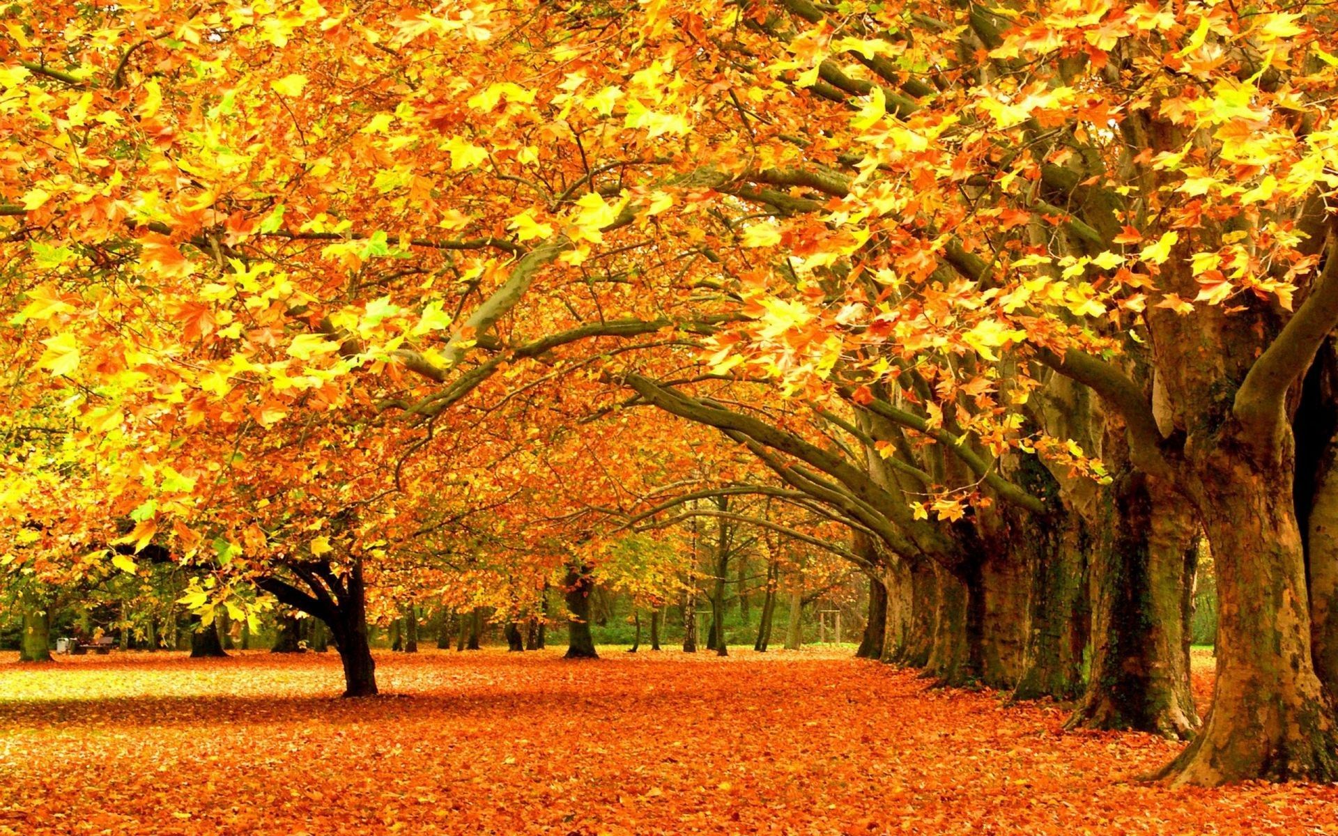 Autumn Yellow Wallpapers - Wallpaper Cave