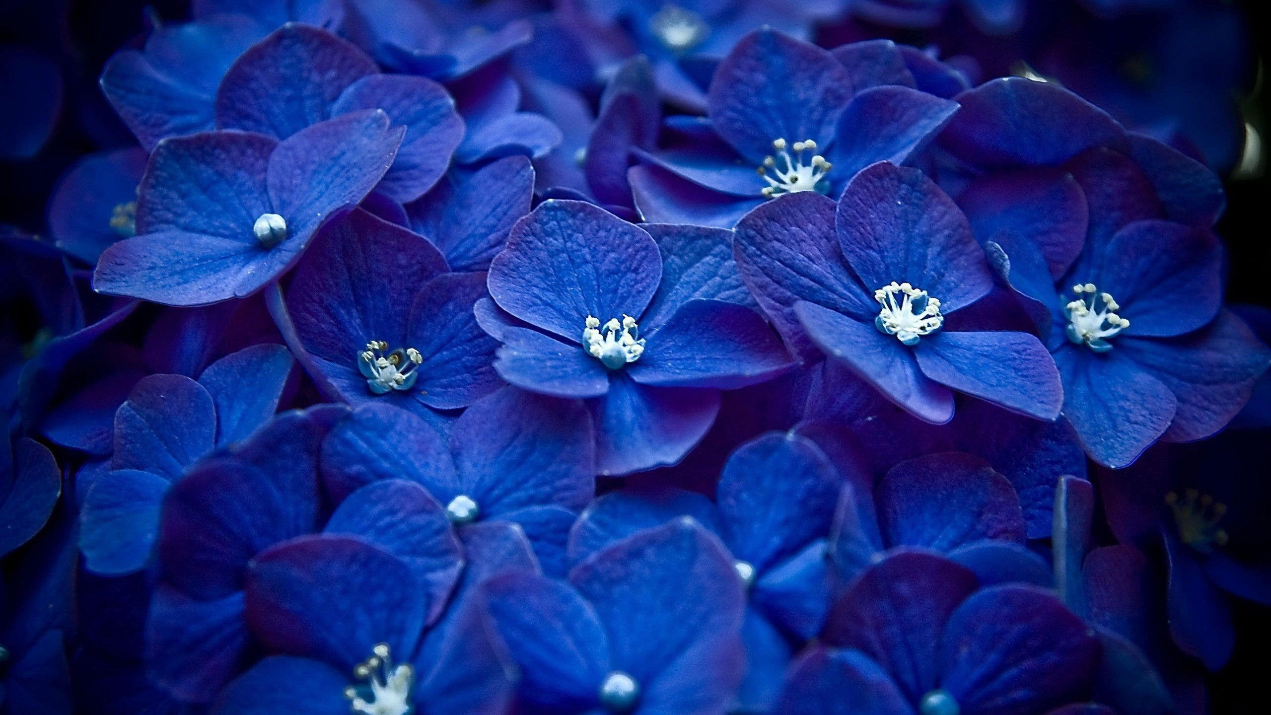 Blue Flowers Background