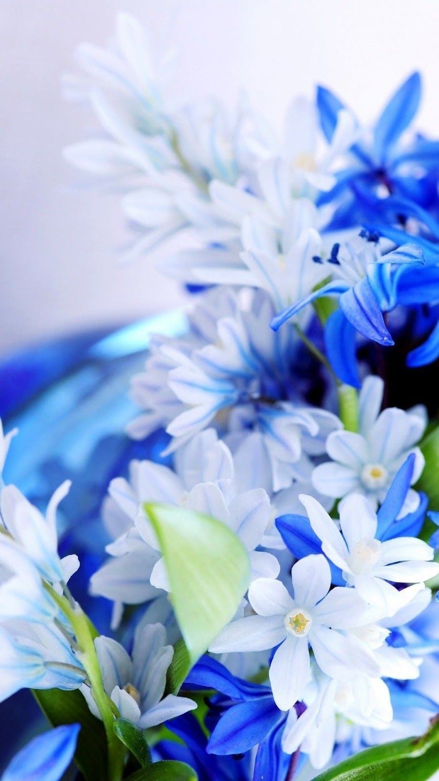 White Blue Flowers HD Wallpapers - Wallpaper Cave