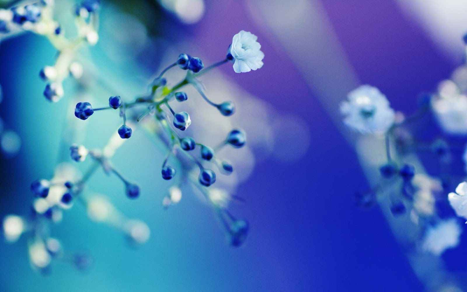 Blue Wallpaper with White Flowers