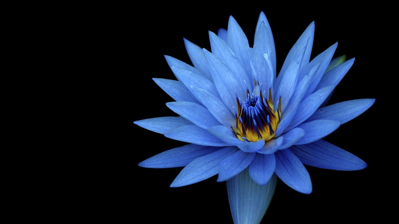 Sony Xperia Z Stock Blue Flower Wallpaper