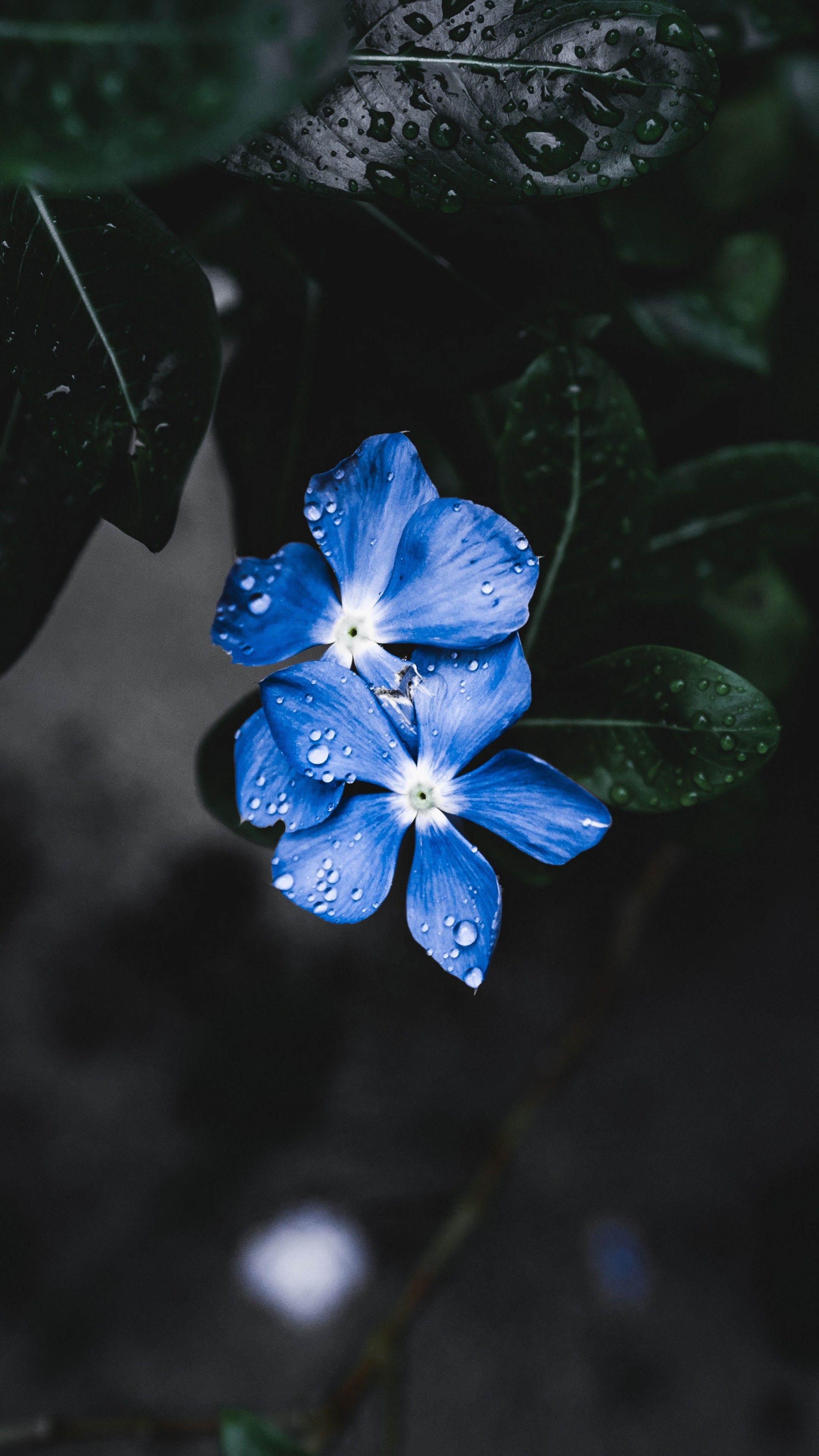 Wallpaper Blue Flower, Forget Me Not, 4K, 5K, Nature
