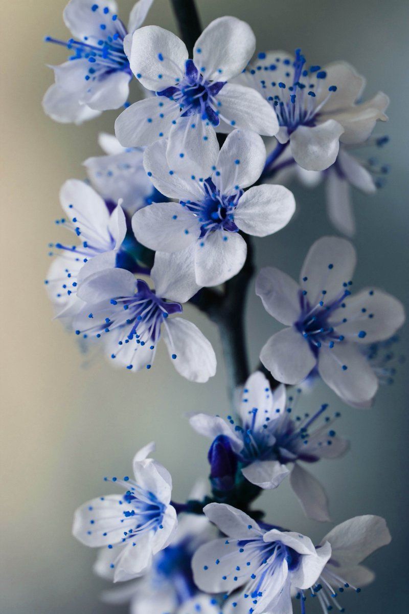 blue and white flower wallpaper