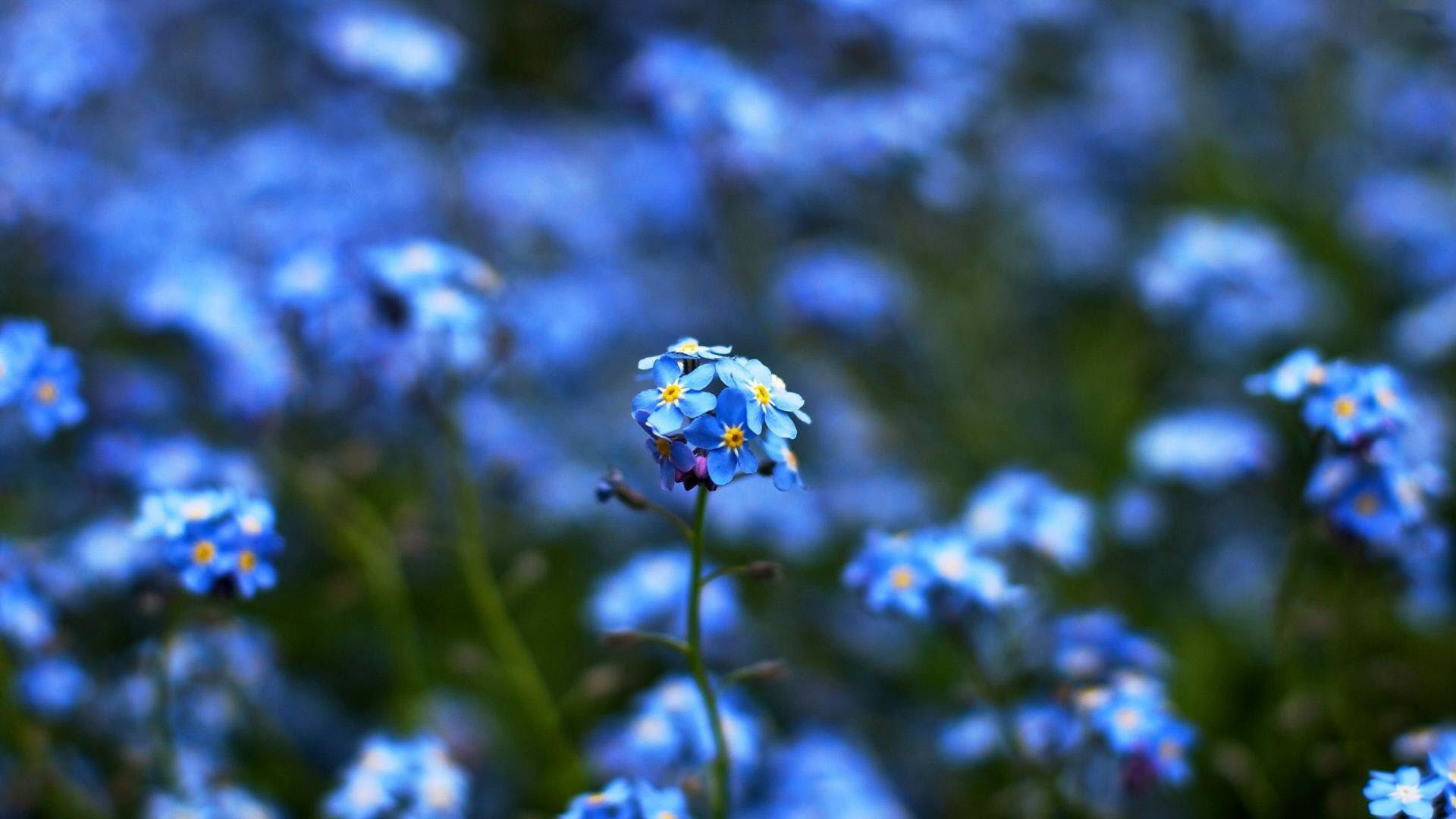 Wallpaper Blue Flowers