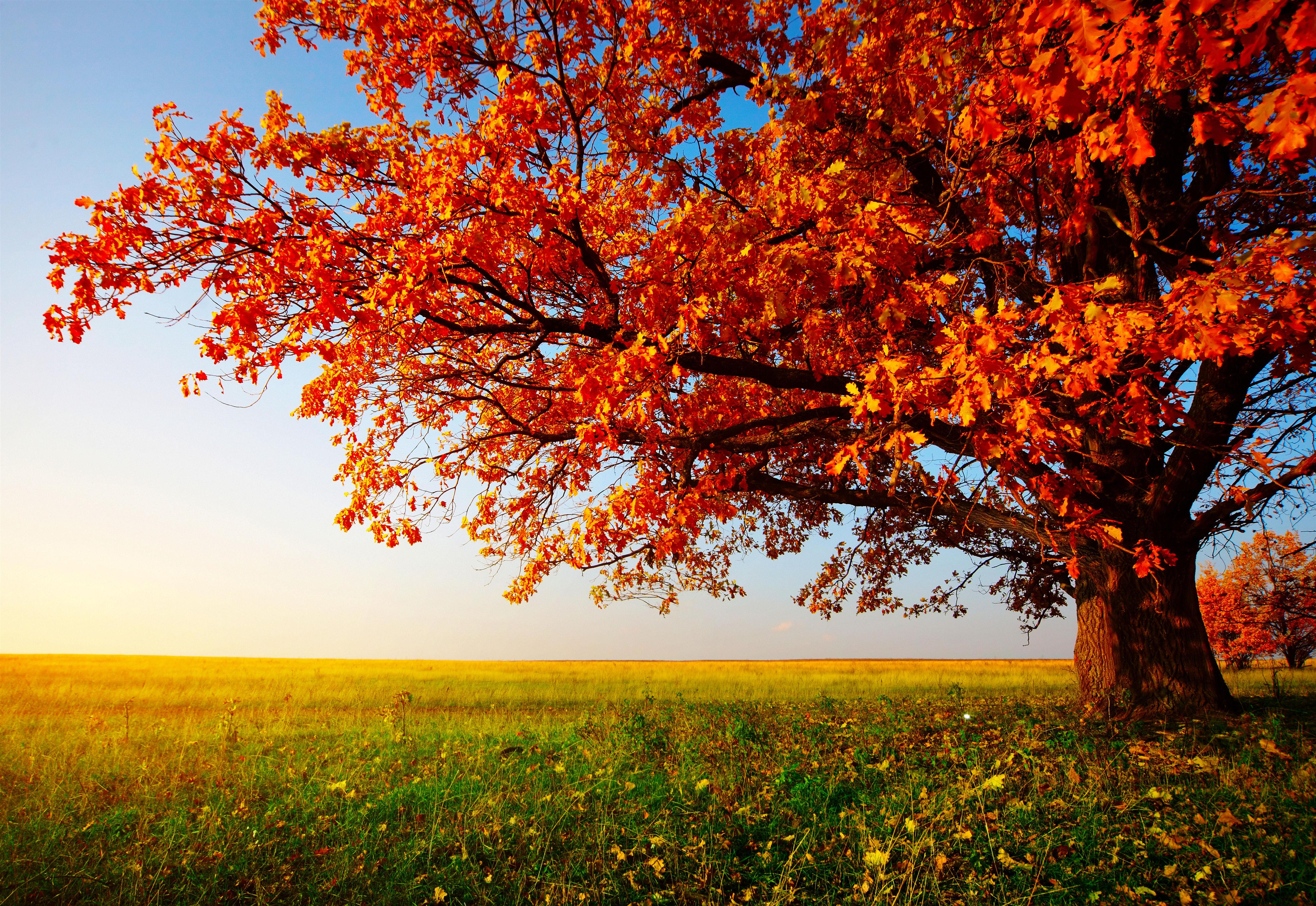Autumn Trees Wallpaper
