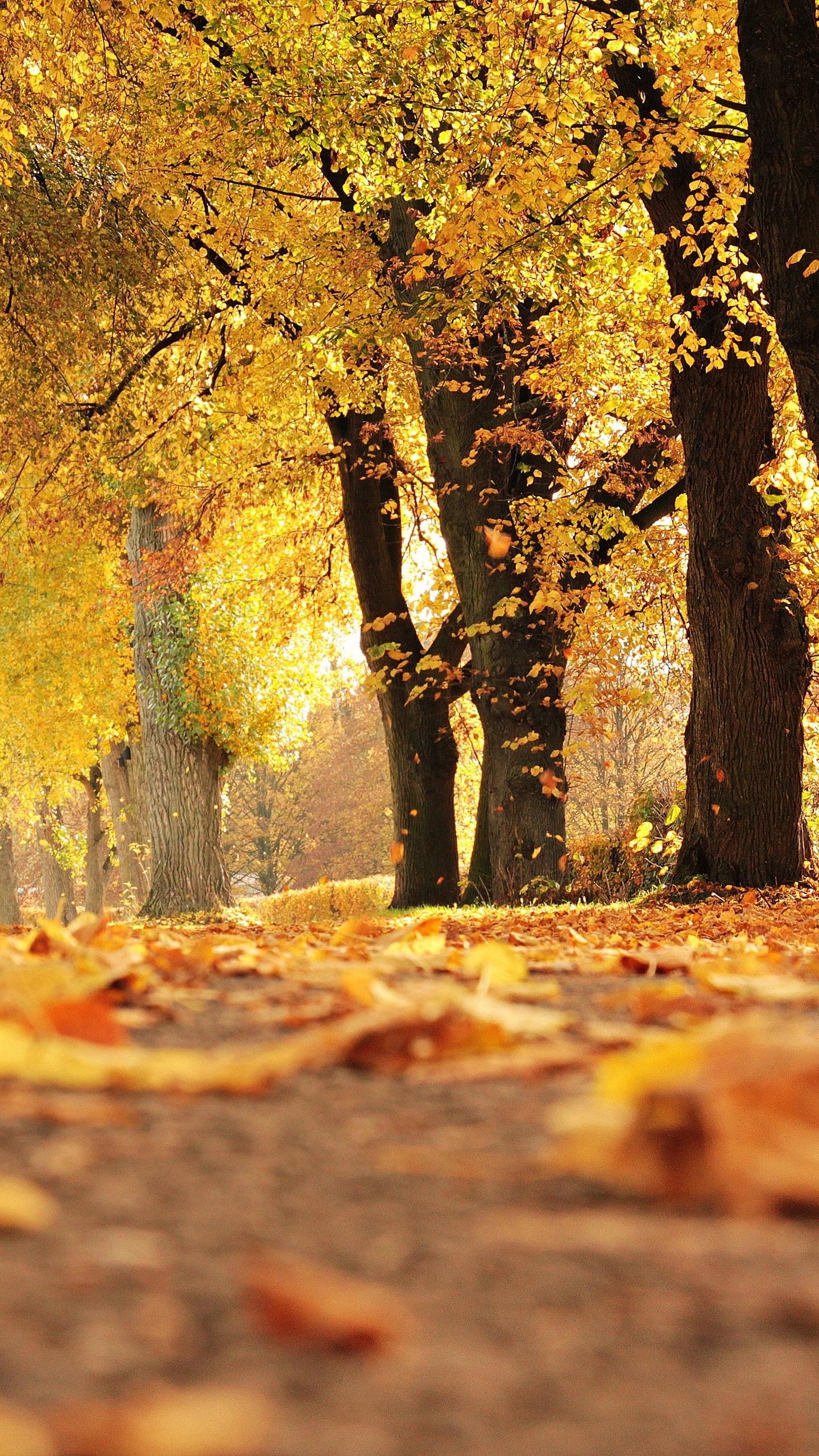 Samsung Autumn Wallpapers - Wallpaper Cave