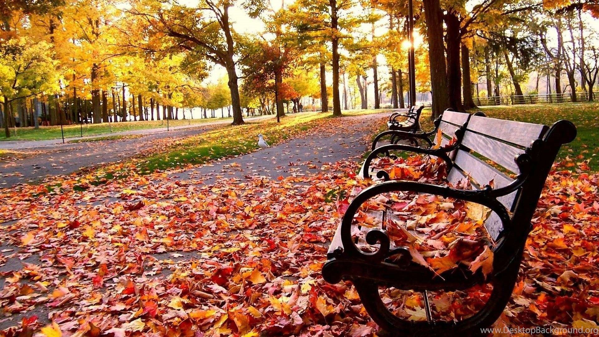 Autumn leaves falling from trees wallpaper 2 Desktop Background