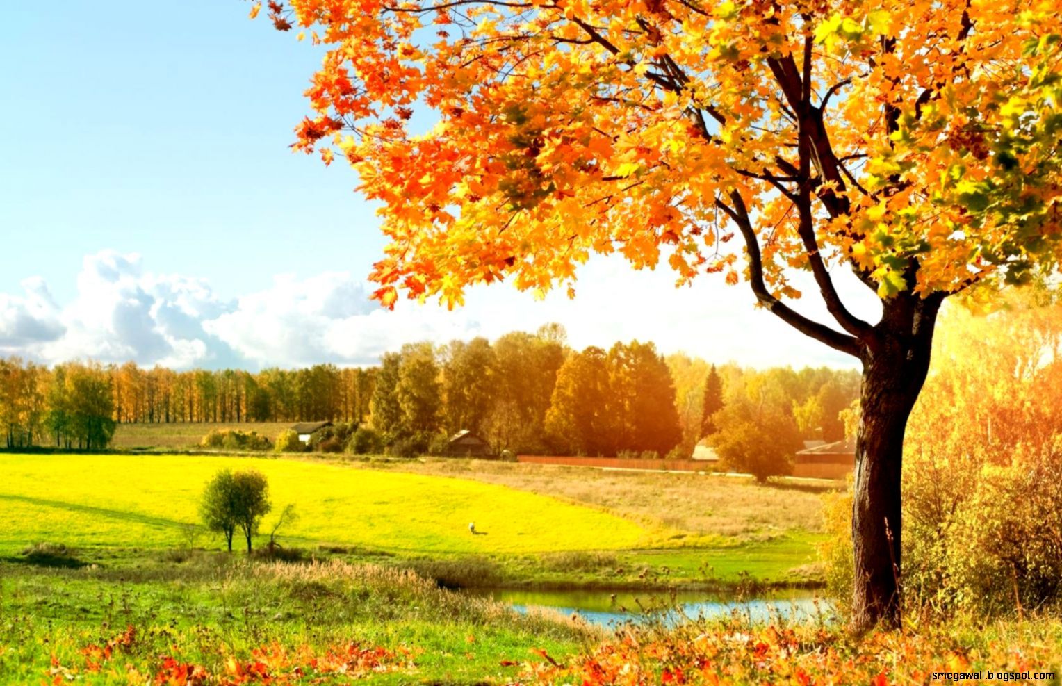 Autumn HD Wallpaper HD Wallpaper Tree HD Wallpaper