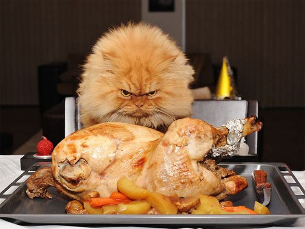 cute animal thanksgiving pictures