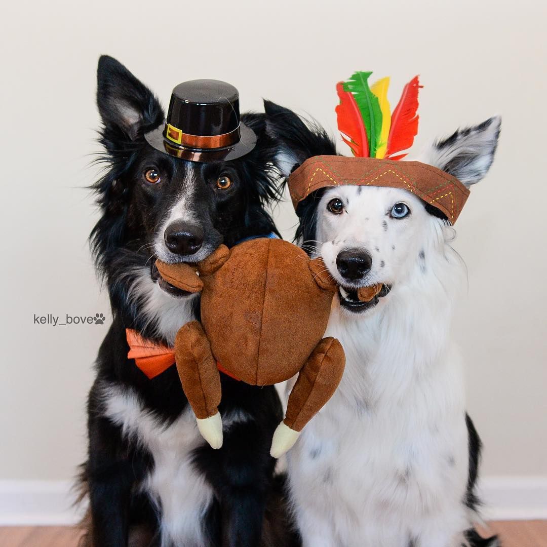 Border Collies.my turkey!!!. Dog thanksgiving, Dog photohoot, Dog thanksgiving picture