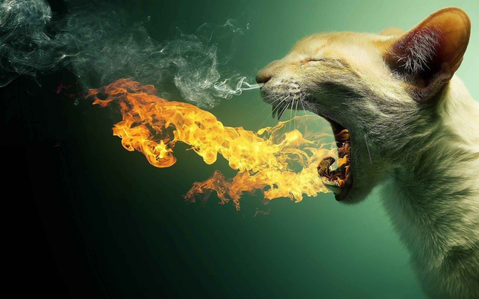 Fire breathing cat. Cool Abstract Wallpaper. HD Wallpaper Download for iPad and iPhone Widescreen 2160p UHD 4K HD 16:9 1. Cat wallpaper, Cat breath, Wallpaper pc