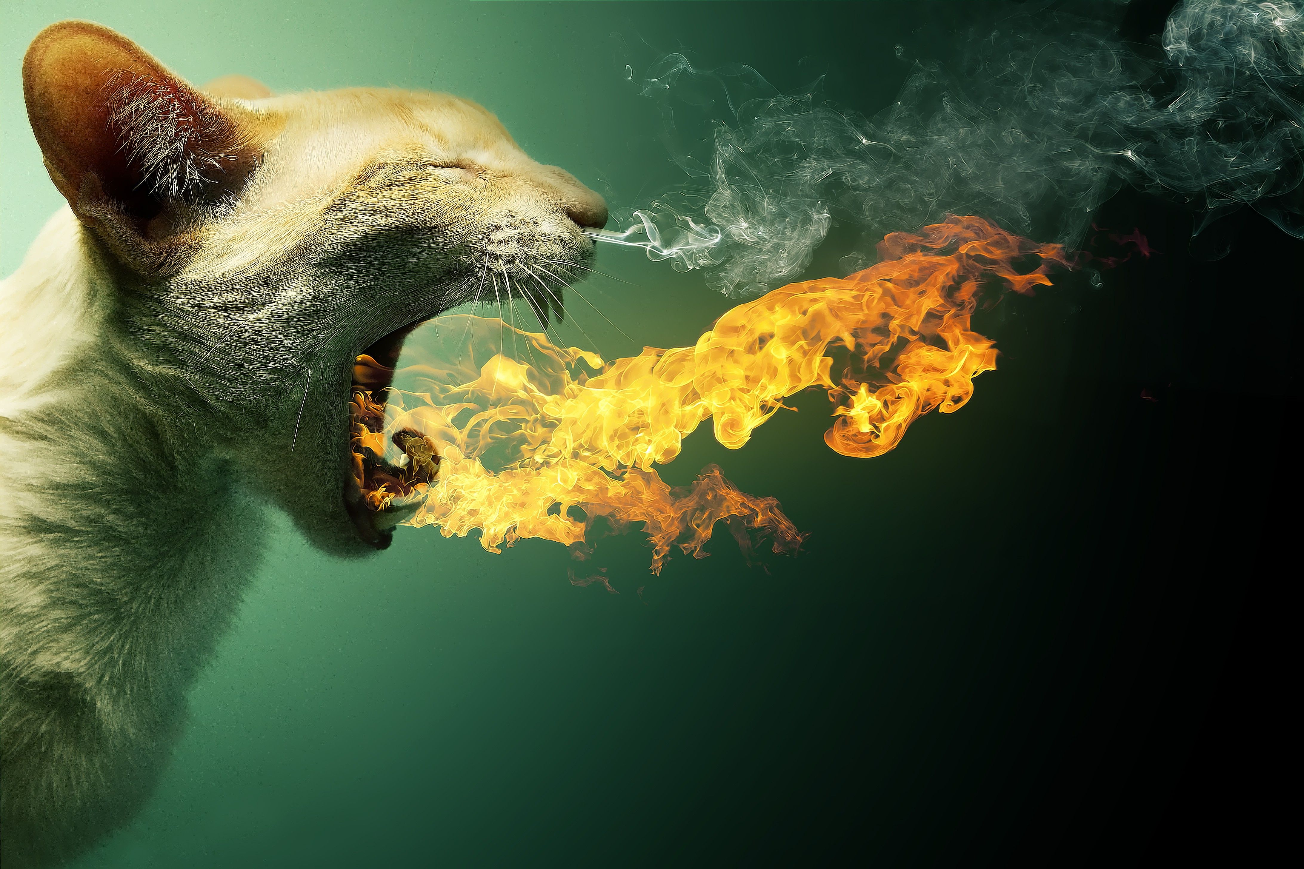 animals, Fire, Cat Wallpaper HD / Desktop and Mobile Background