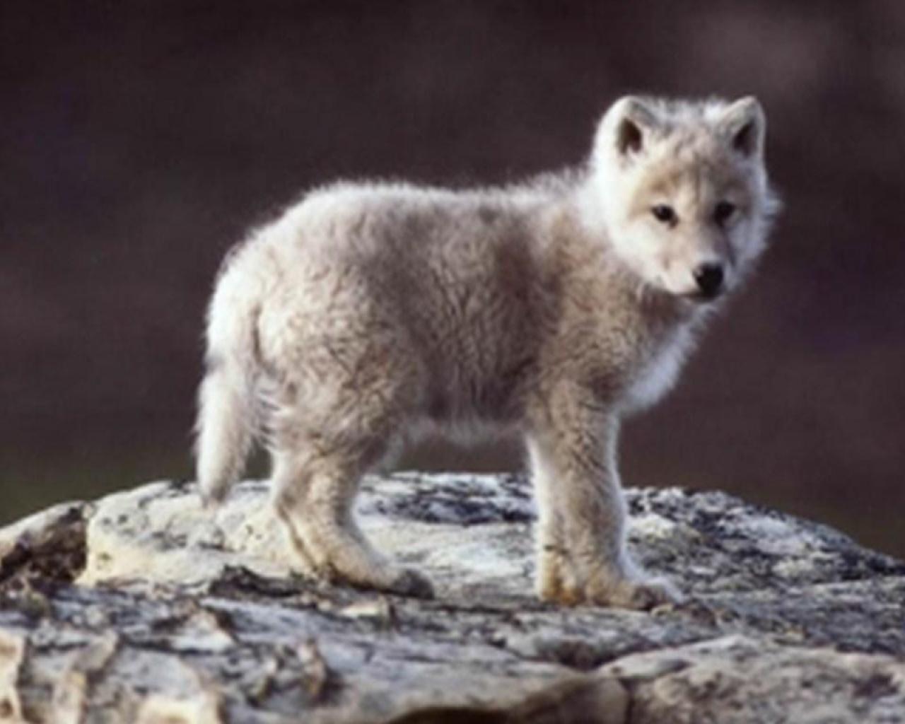 Free download Baby Wolf Wallpaper Gallery [1280x1024] for your Desktop, Mobile & Tablet. Explore Baby Wolf Wallpaper. Wolf Border Wallpaper, Cute Baby Wolf Wallpaper
