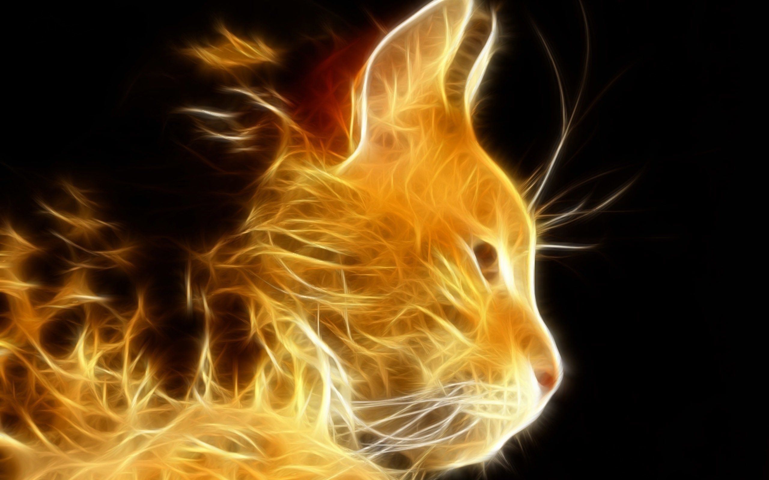 Kindle Fire Cat Wallpaper Free Kindle Fire Cat Background